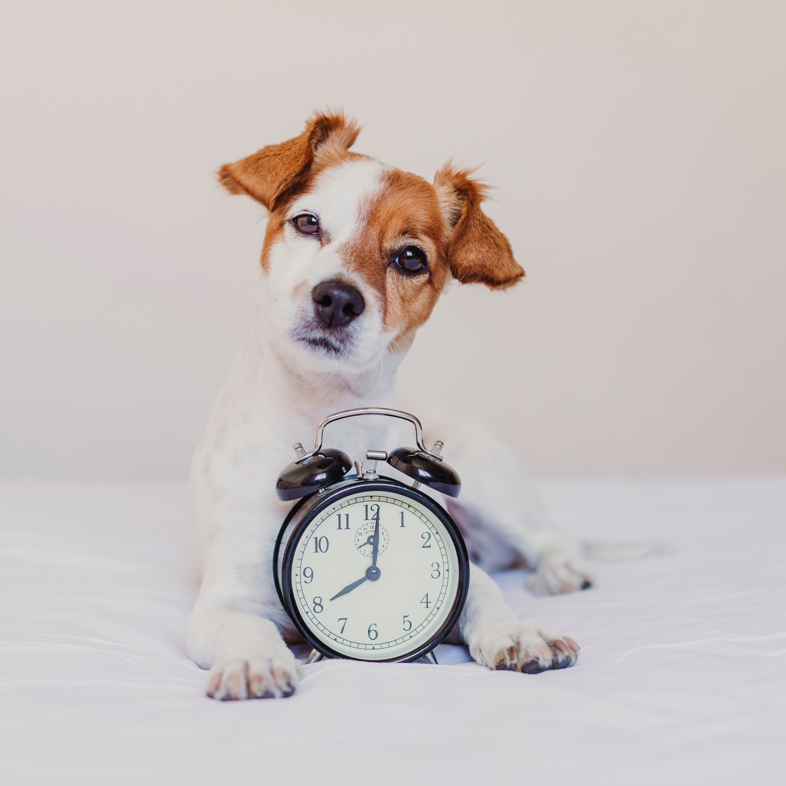Why Your Dog Loves Routine (And How Simple Habits Can Make Life Easier)