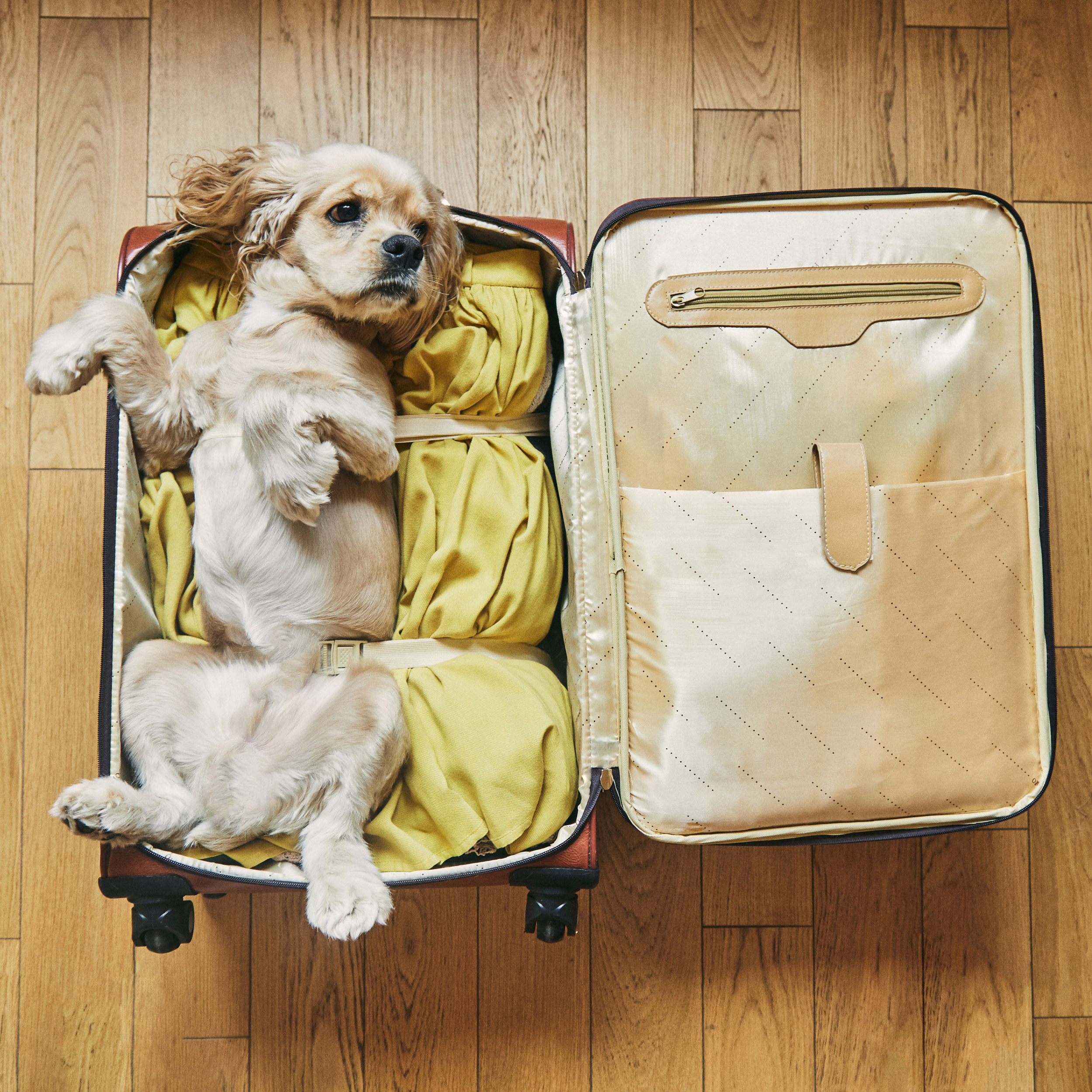 Taking Your Dog on Holiday: Everything You Need to Think About Before You Go