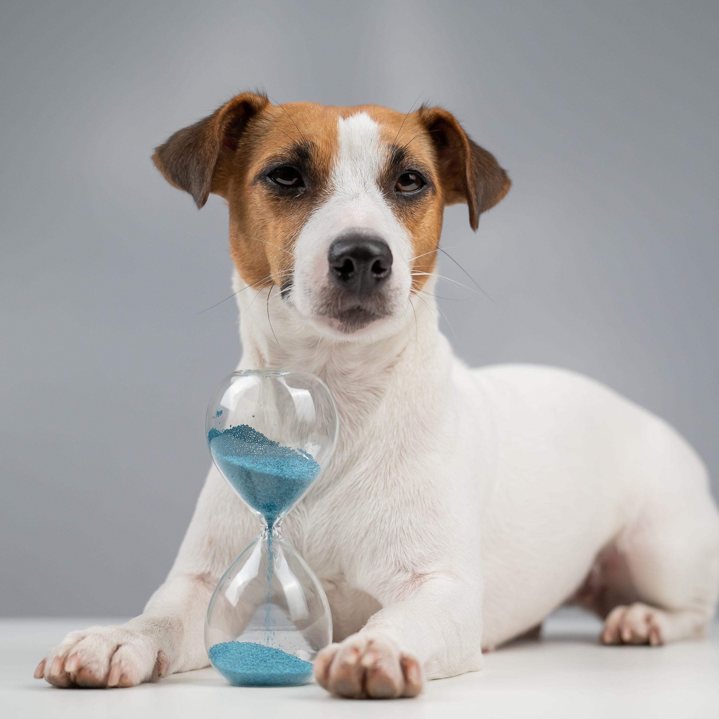 Five Minutes a Day Can Change Your Dog’s Behaviour: Why Short Training Sessions Work