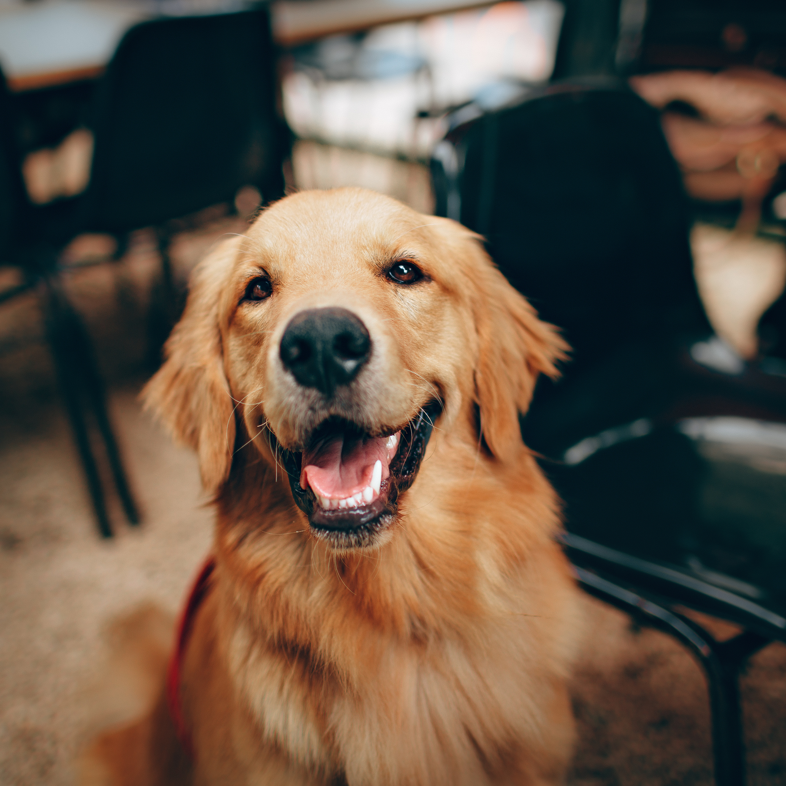 Why Does My Dog Follow Me Everywhere? Understanding Your Dog’s Need to Be Close