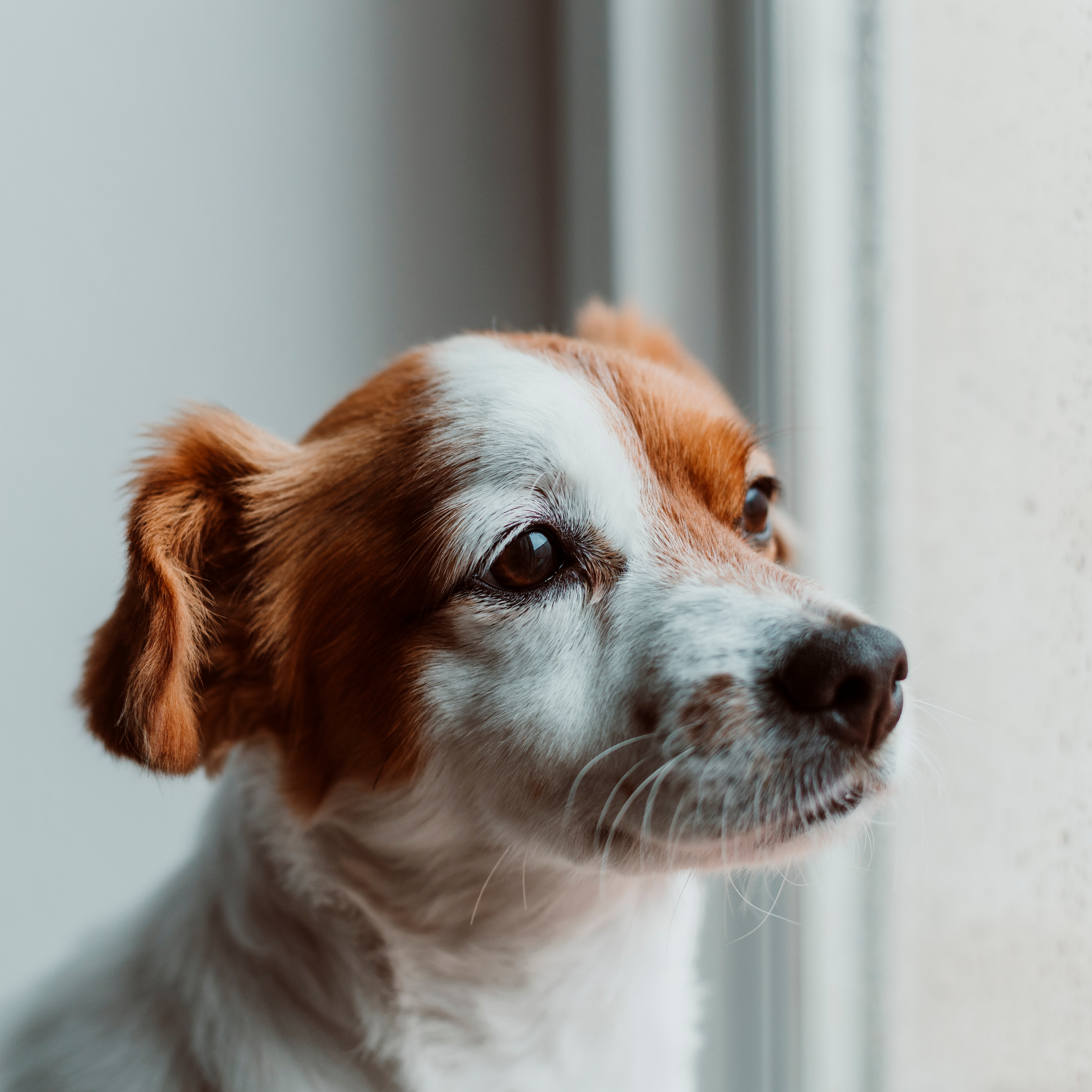 Rainy Days, Muddy Paws and Bored Dogs: Keeping Your Dog Happy Indoors