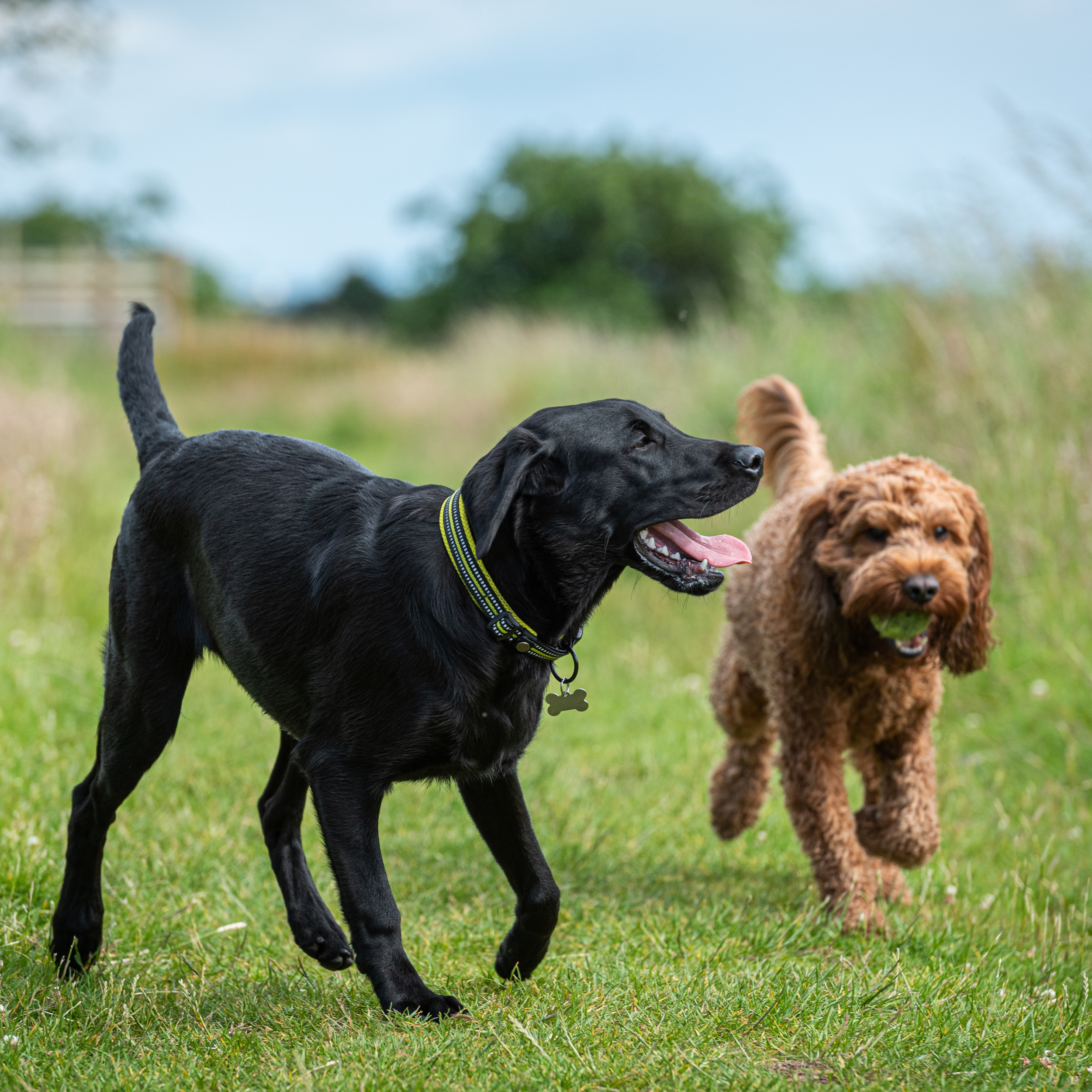 Comparing Your Dog to Others: Why Your Dog Doesn’t Need to Be Perfect