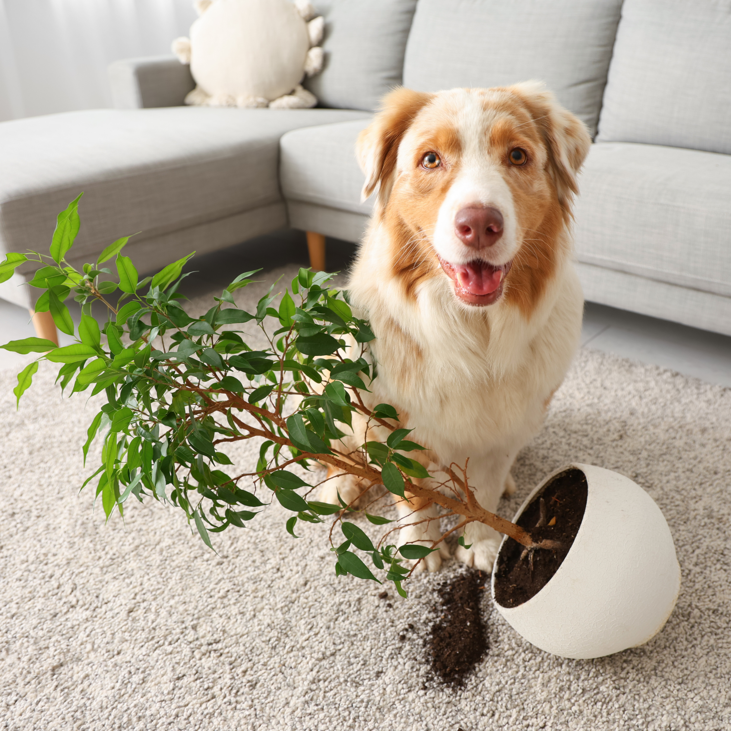 Is Your Dog Naughty, or Are They Trying to Tell You Something?