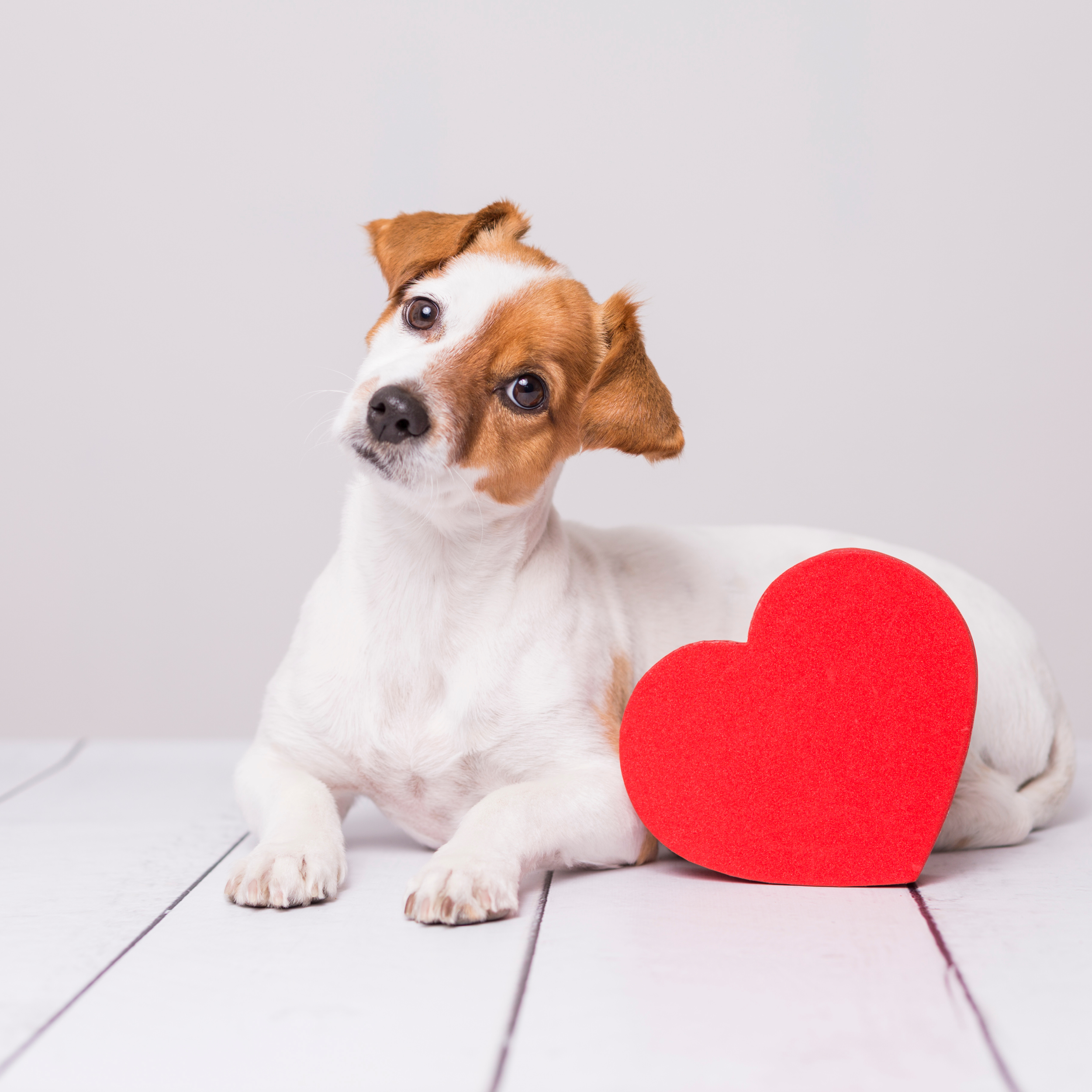 The Little Things That Make Dog Ownership So Special