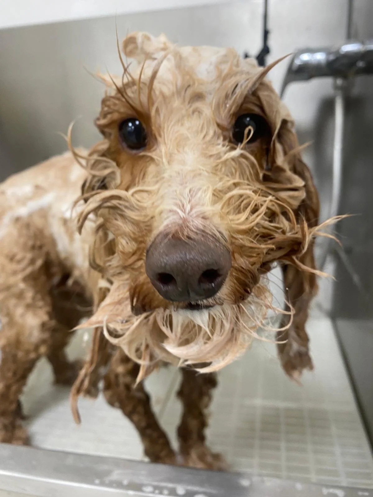 Maintenance Grooming
