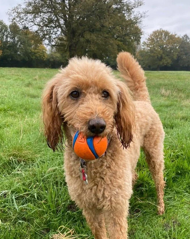 Pawfect Partner
