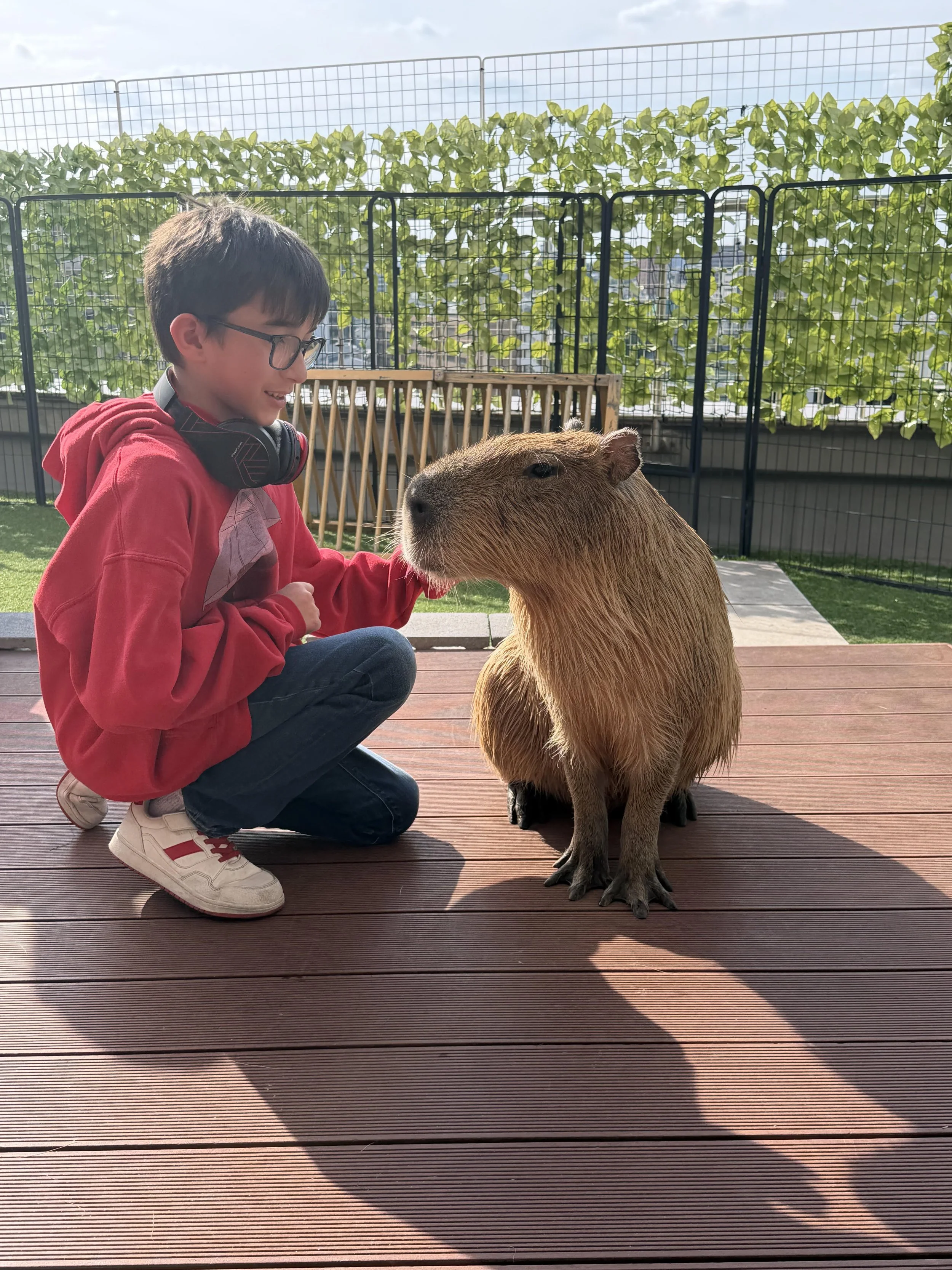 A young boy with glasses and headphones around his neck crouches and looks happily at a capybara sitting on a wooden deck, with a fence and sky in the background.