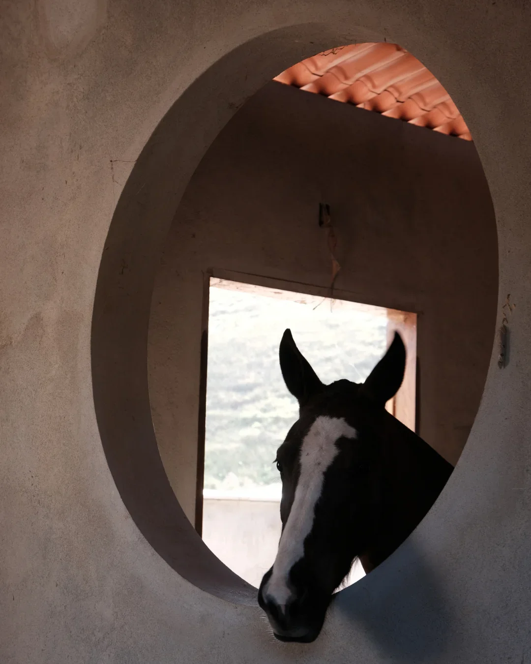 Haras Brisa Noturna (25).webp