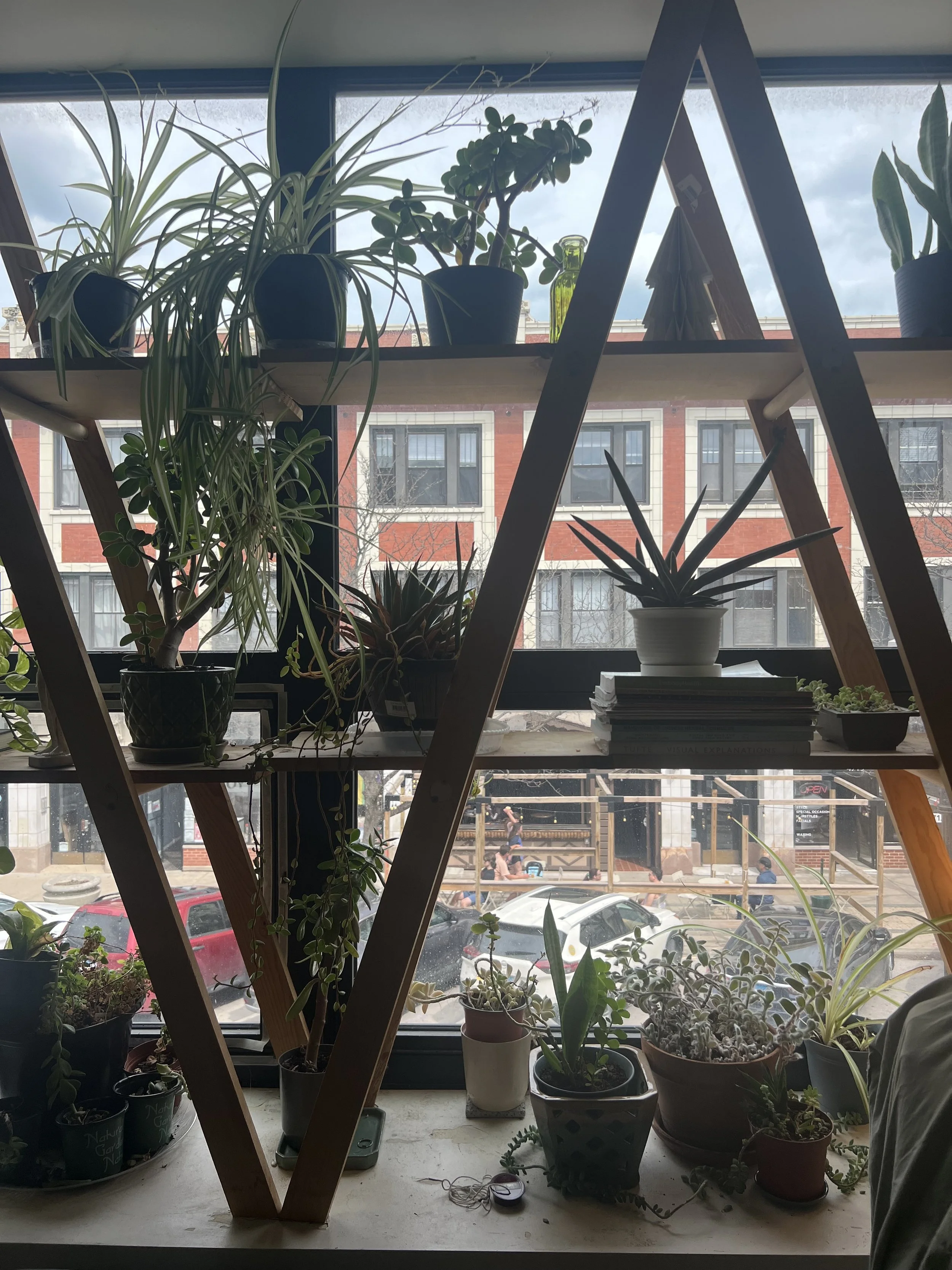 A large window shelf at Liberation Acu with over a dozen houseplants. The window overlooks a tan-brown building and parked cars on Lincoln Ave.