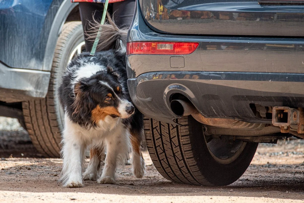 A dog sniffing the rear wheel of a black car parked on dirt ground.