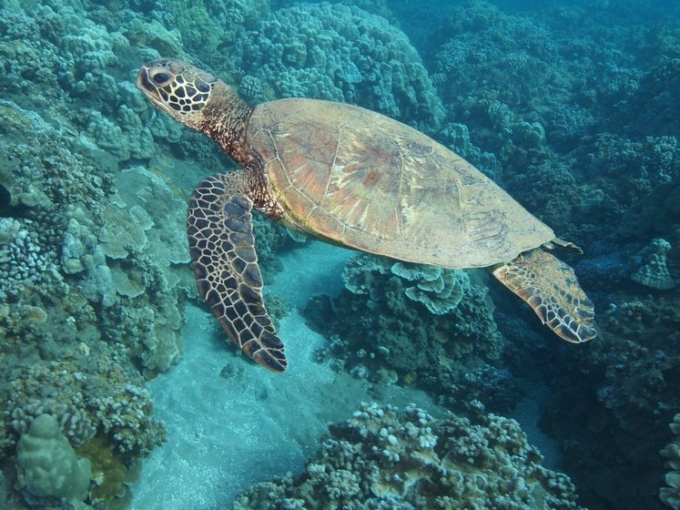 A sea turtle swimming over a vibrant coral reef.
