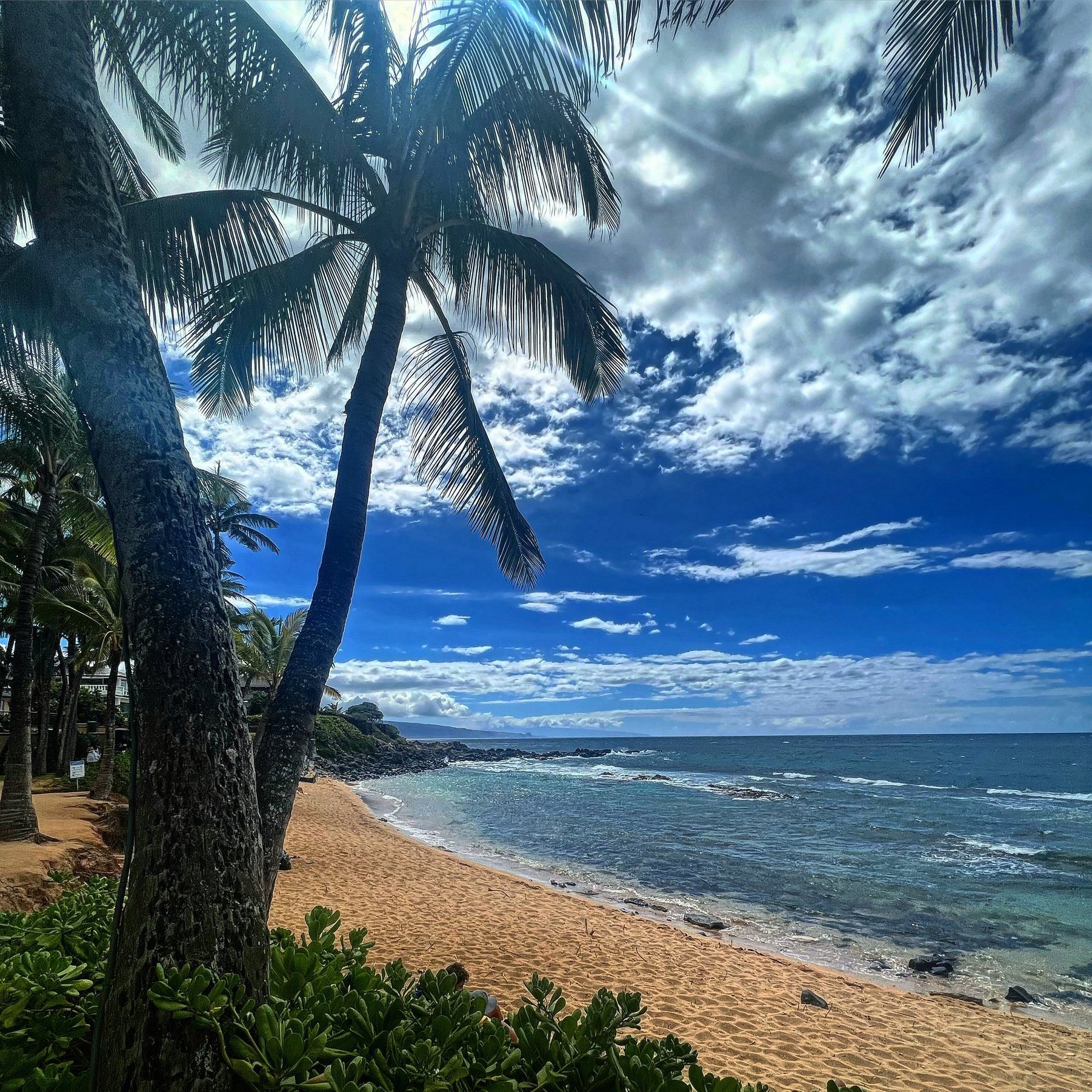 A tropical beach scene with palm trees along the sandy shore, clear ocean water, and a sky filled with large, fluffy clouds.