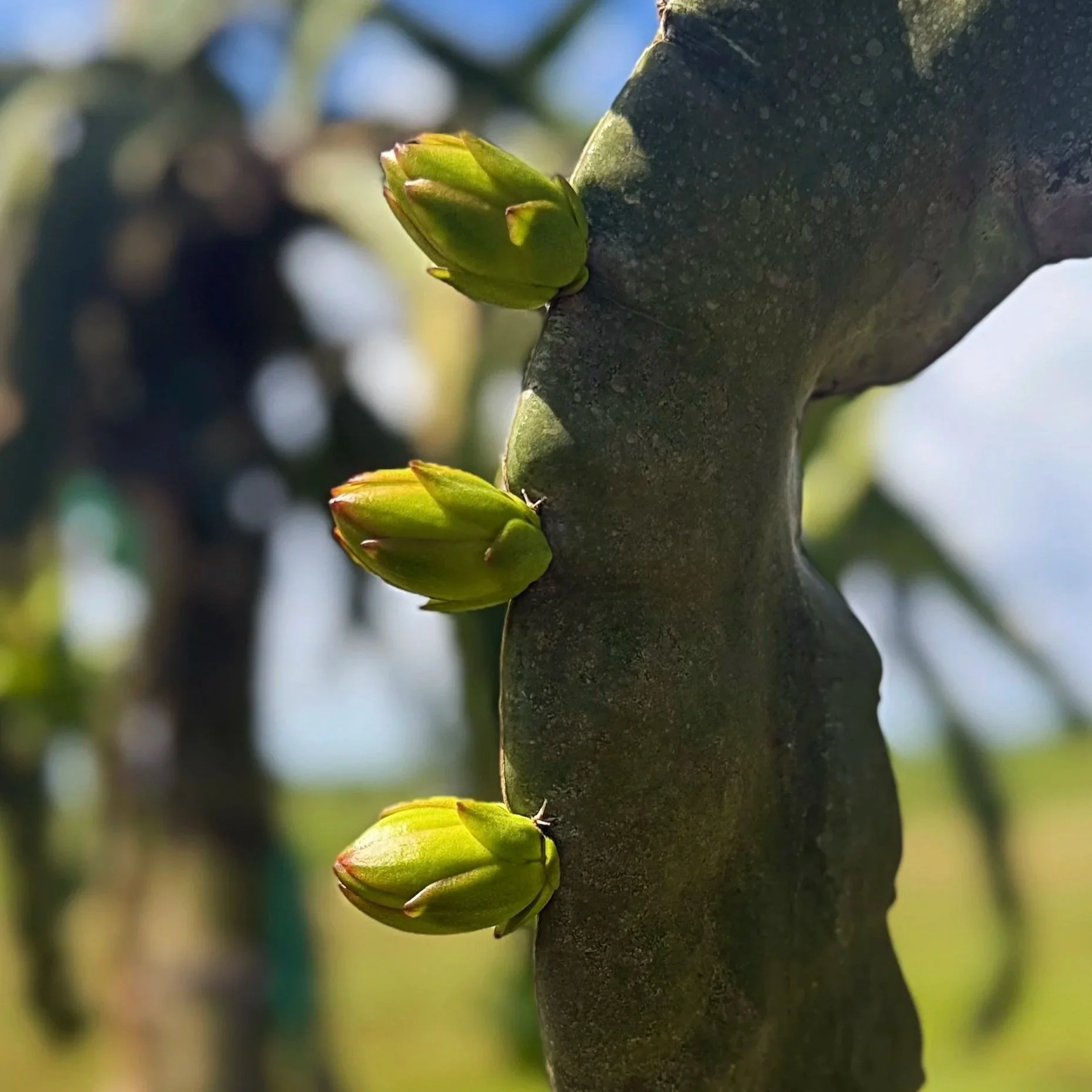 Cerca de la corteza de un árbol hay varios brotes verdes en proceso de crecimiento.
