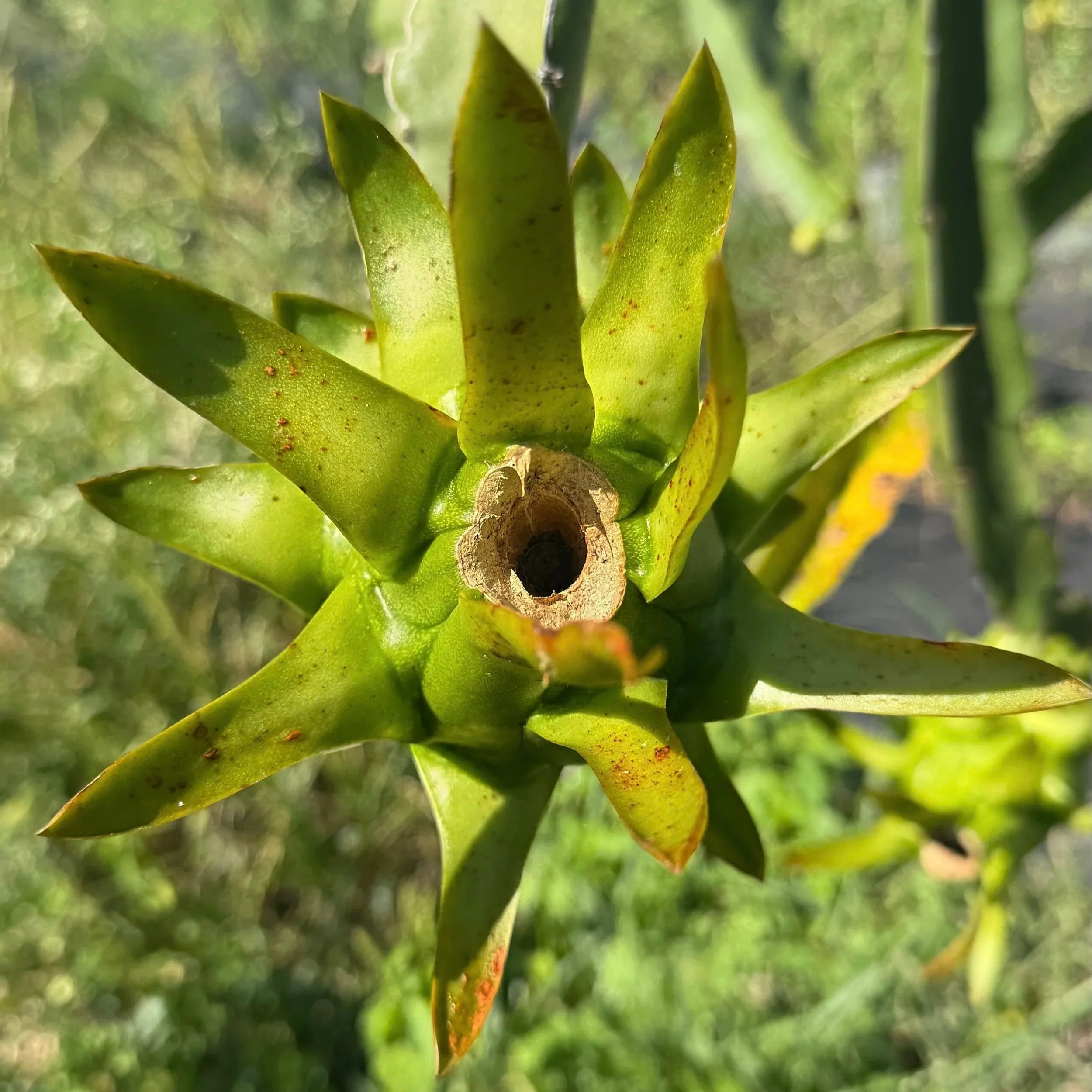 Una piña todavía en la planta con hojas verdes y algunas manchas en las hojas.