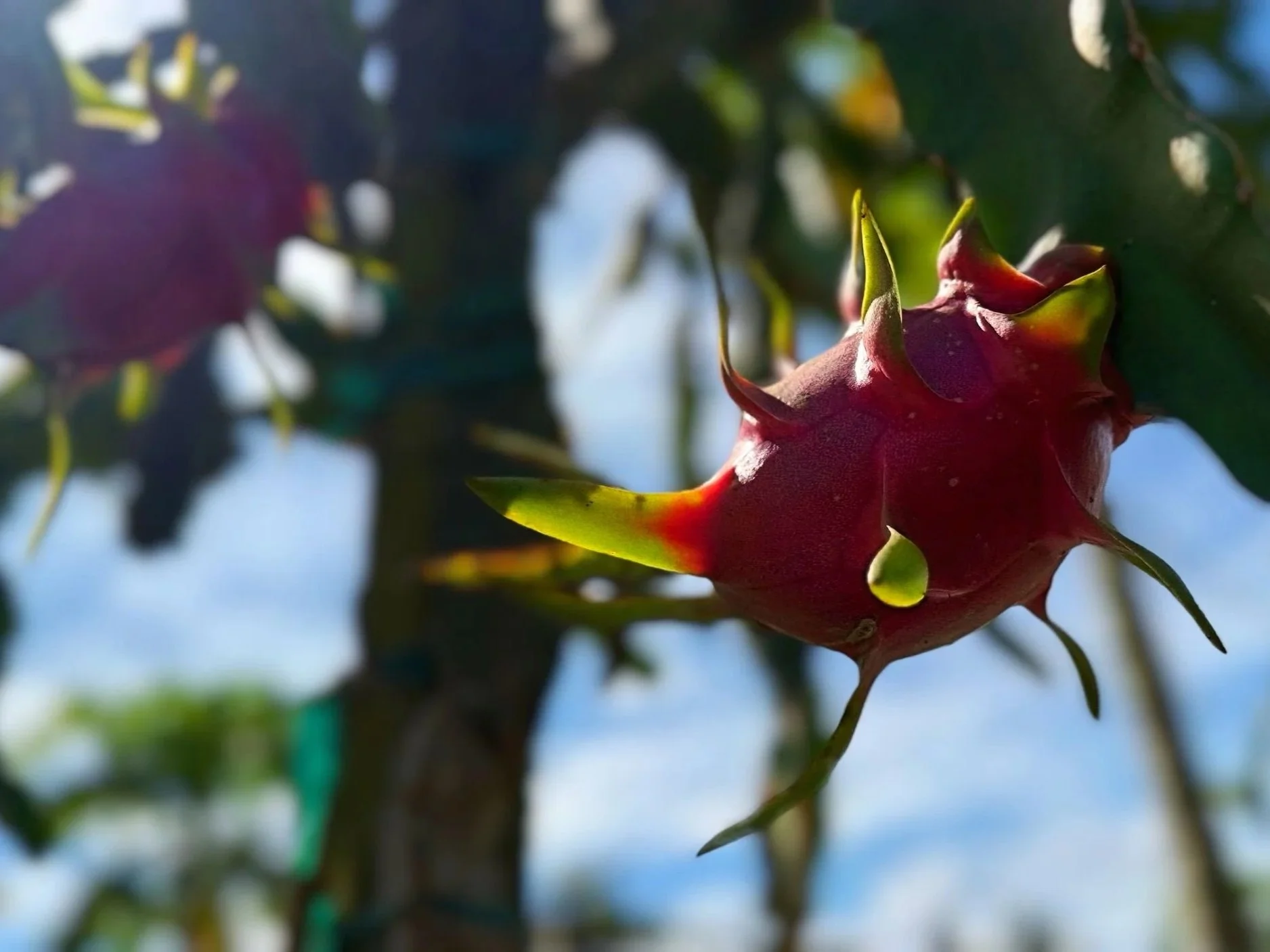 Una gran fruta roja y puntiaguda, probablemente una pitaya, colgando de una planta con hojas verdes, en un día soleado.