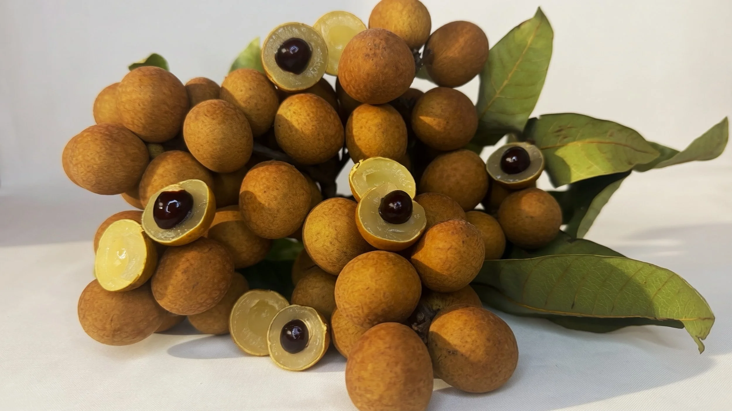 Longan