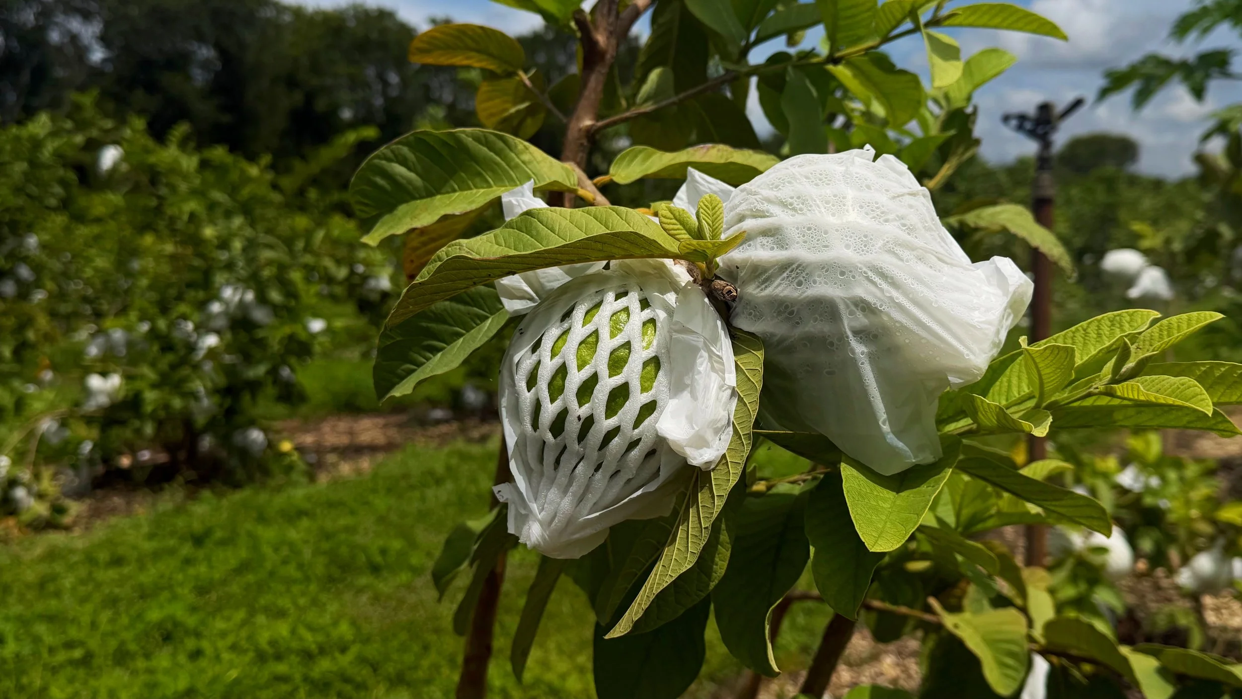 Fuertes árboles en un campo de cultivo con protección de bolsas plásticas blancas, en un día soleado con cielo parcialmente nublado.