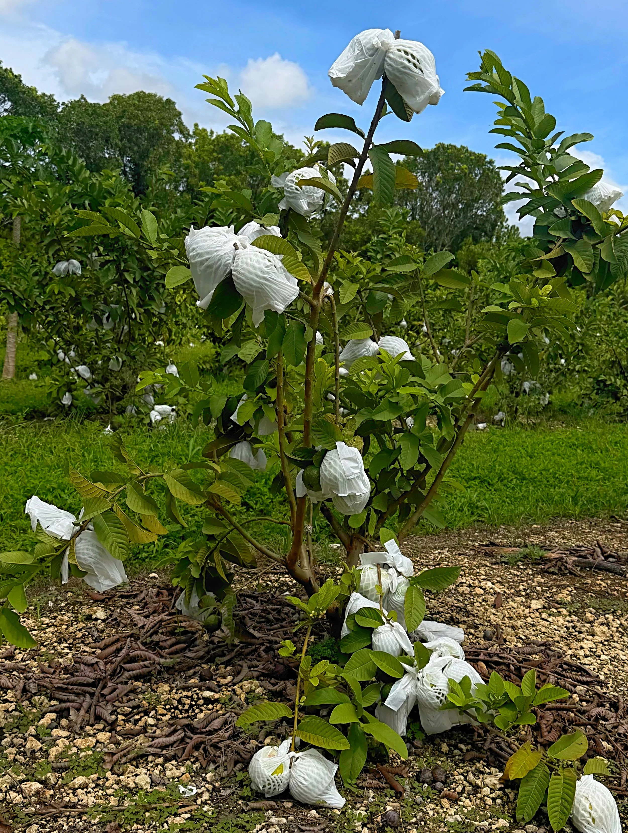 Un árbol pequeño con bolsas blancas de papel en sus ramas y en la base. Fondo de árboles más grandes y cielo azul con algunas nubes.