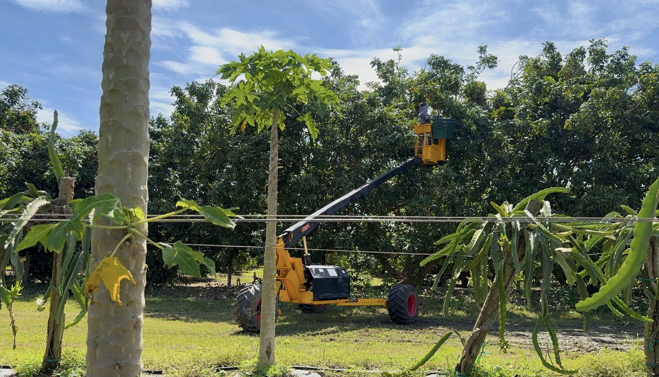 Una persona operando una máquina de levantamiento en un árbol frutal, en un huerto agrícola con árboles y cielo despejado.