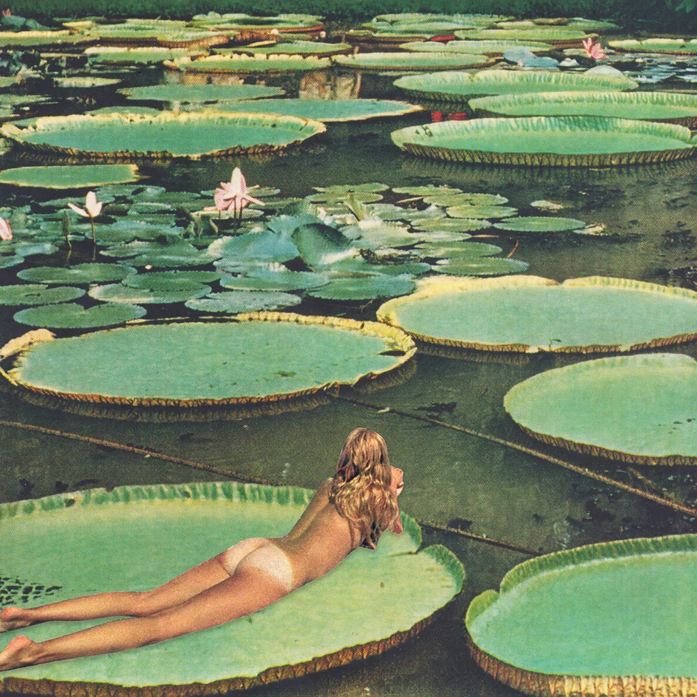 Lily Pond Lane