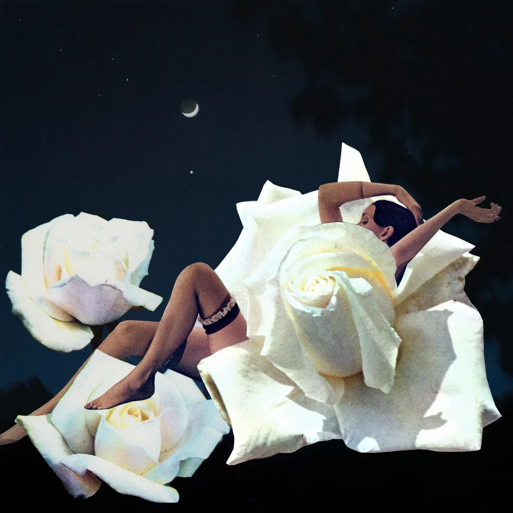 Midnight Rose