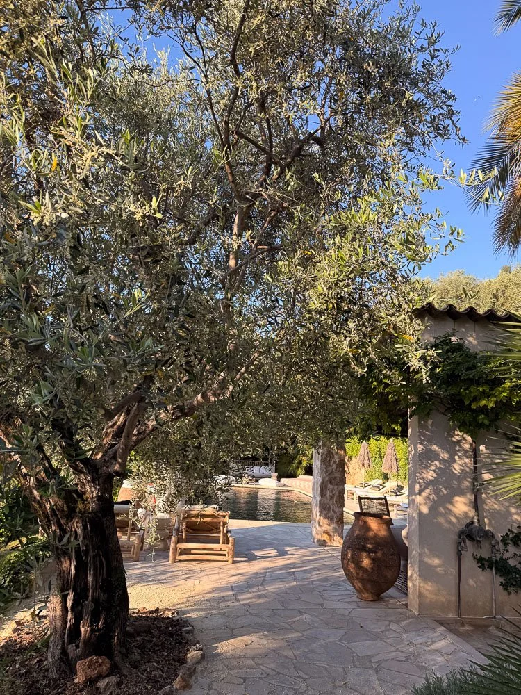 Ein Gartenbereich mit großen Bäumen, Sonnenliegen, einem Wasserbecken und einer terrakottafarbenen Vase.