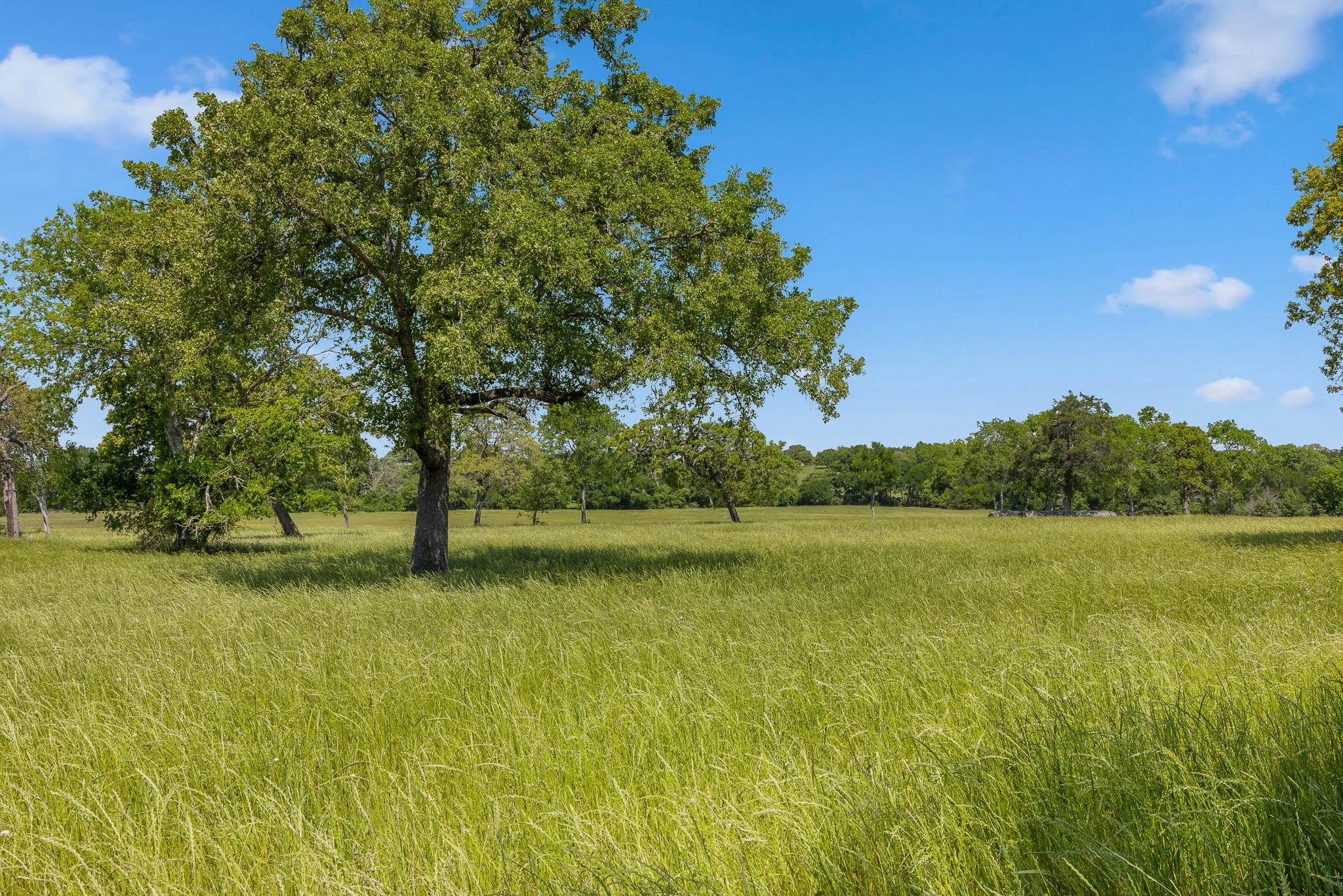 33_4-11-25 (jan carroll- 2730 wunderlich rd, fayetteville-photos)_059.jpg