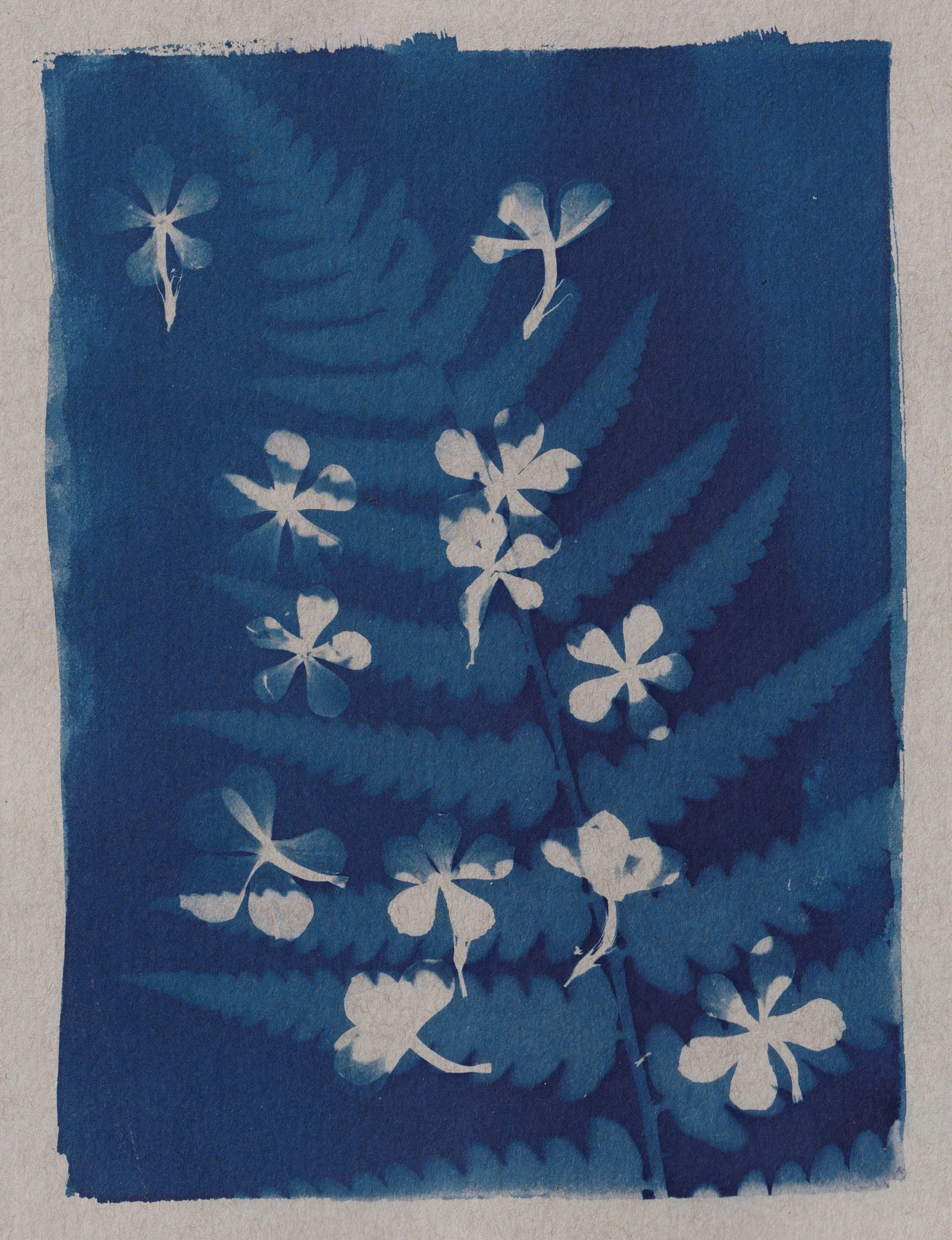 clairecraven_fern-phlox-petals_WEB.jpg