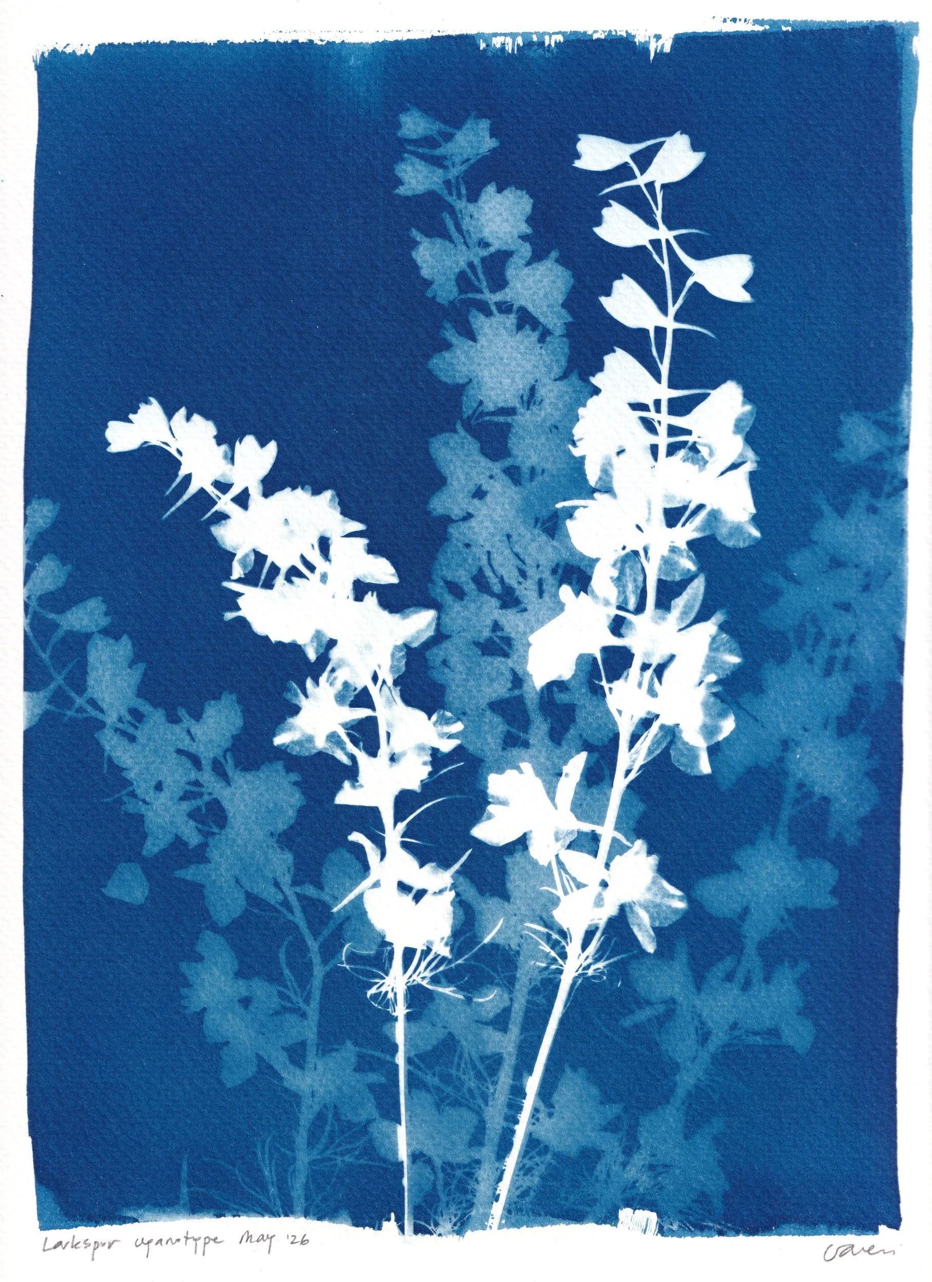 clairecraven_larkspur_WEB.jpg