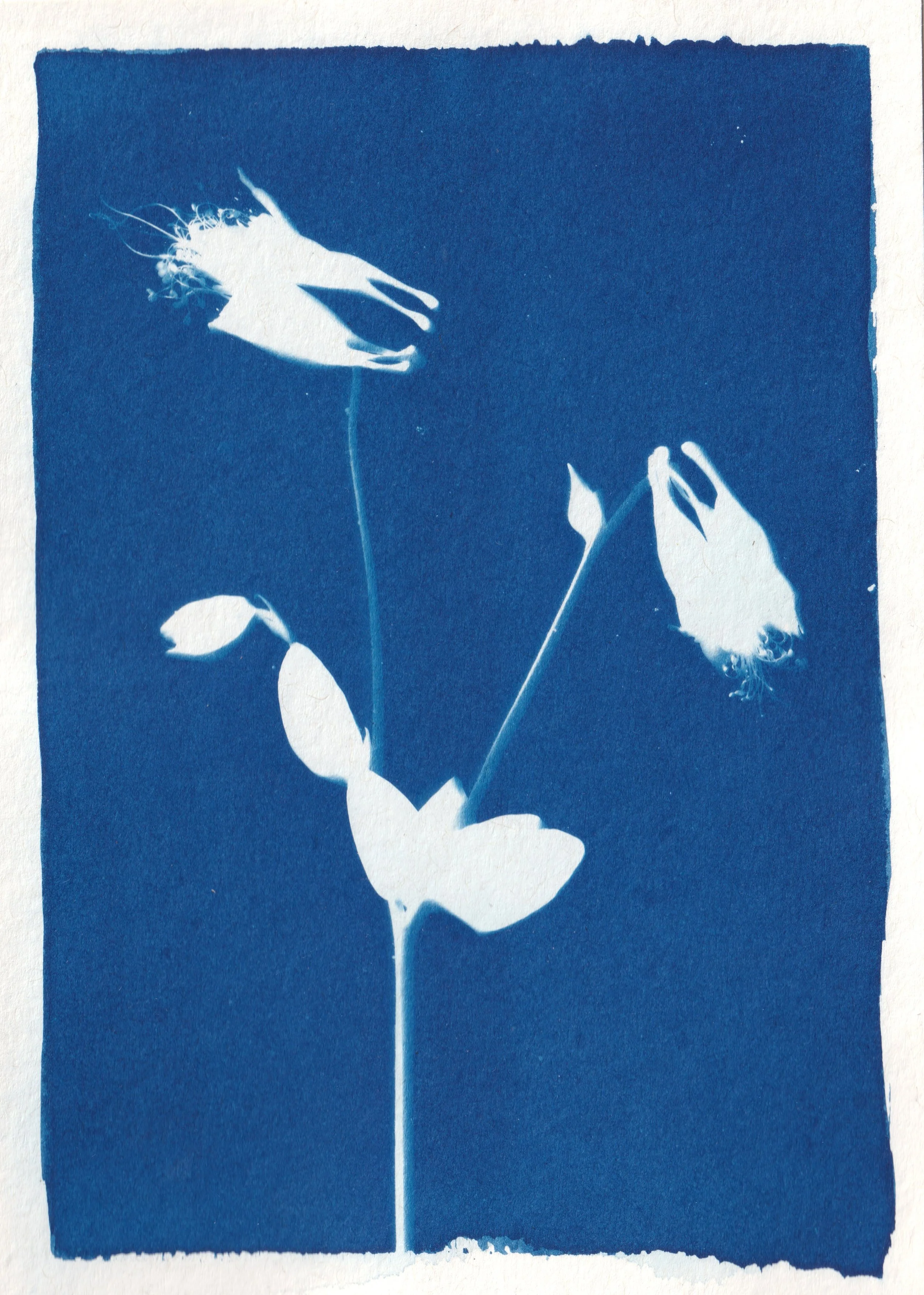 2604_aquilegia.jpeg