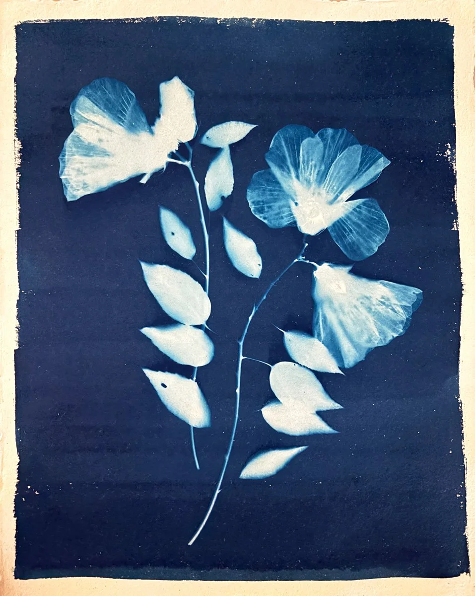 Framed Hibiscus Cyanotype, 20x30"