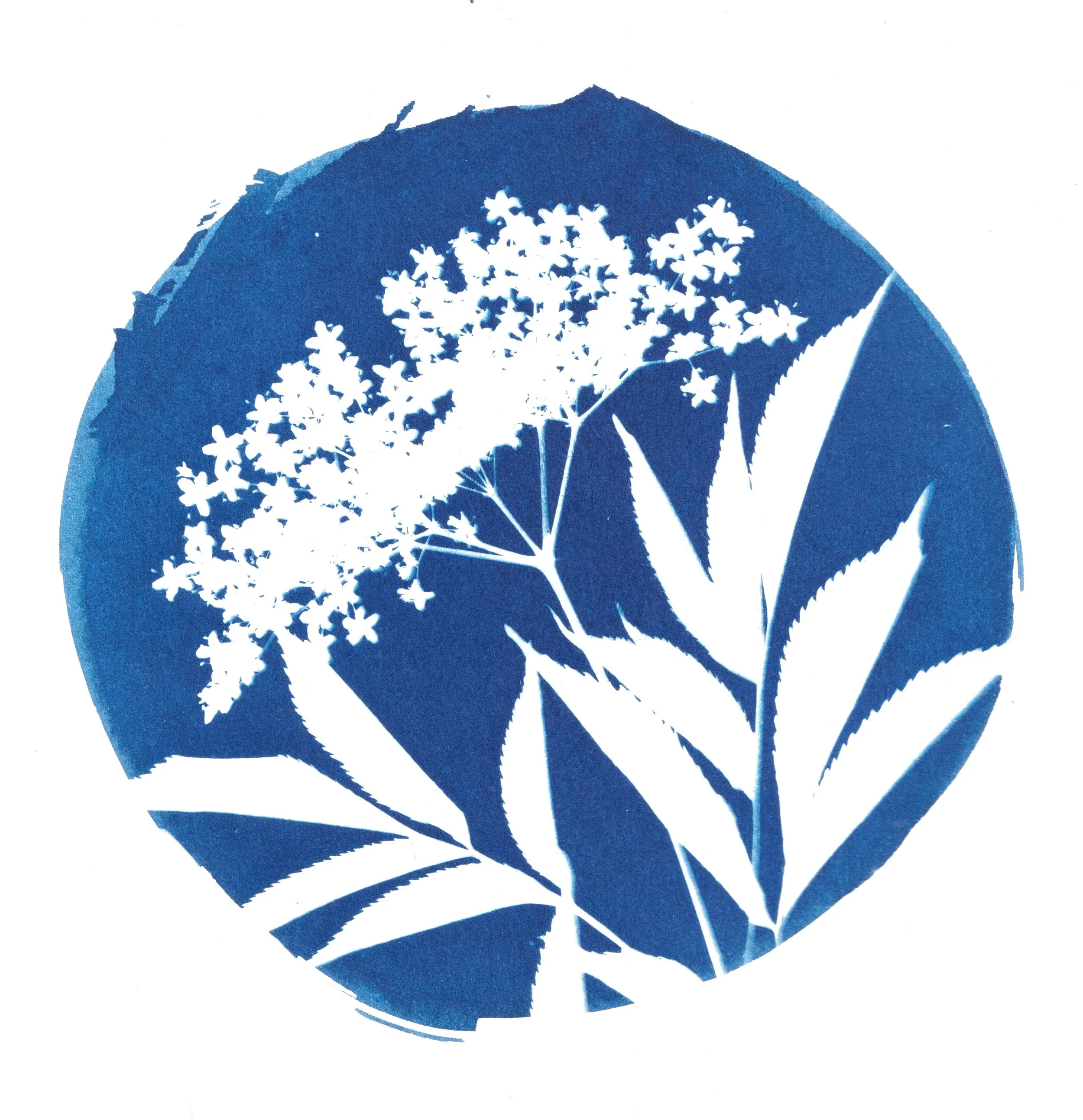 clairecraven_VIGNETTE-elderberry.jpg