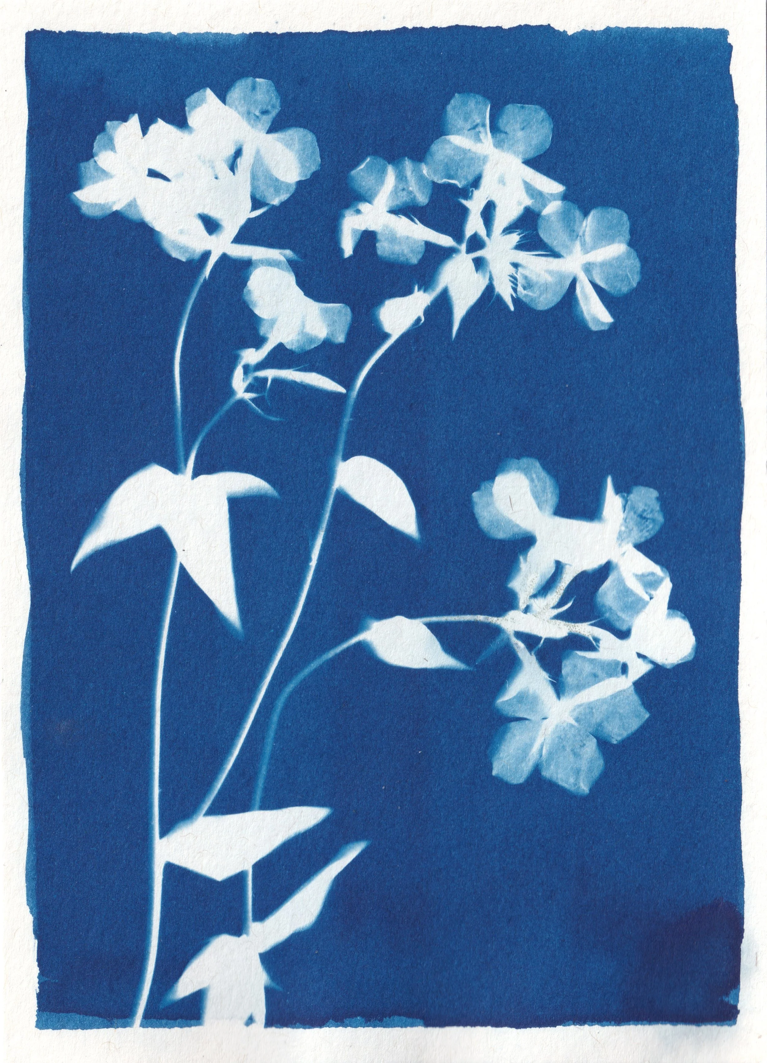2604_phlox divaricataA.jpeg.jpg