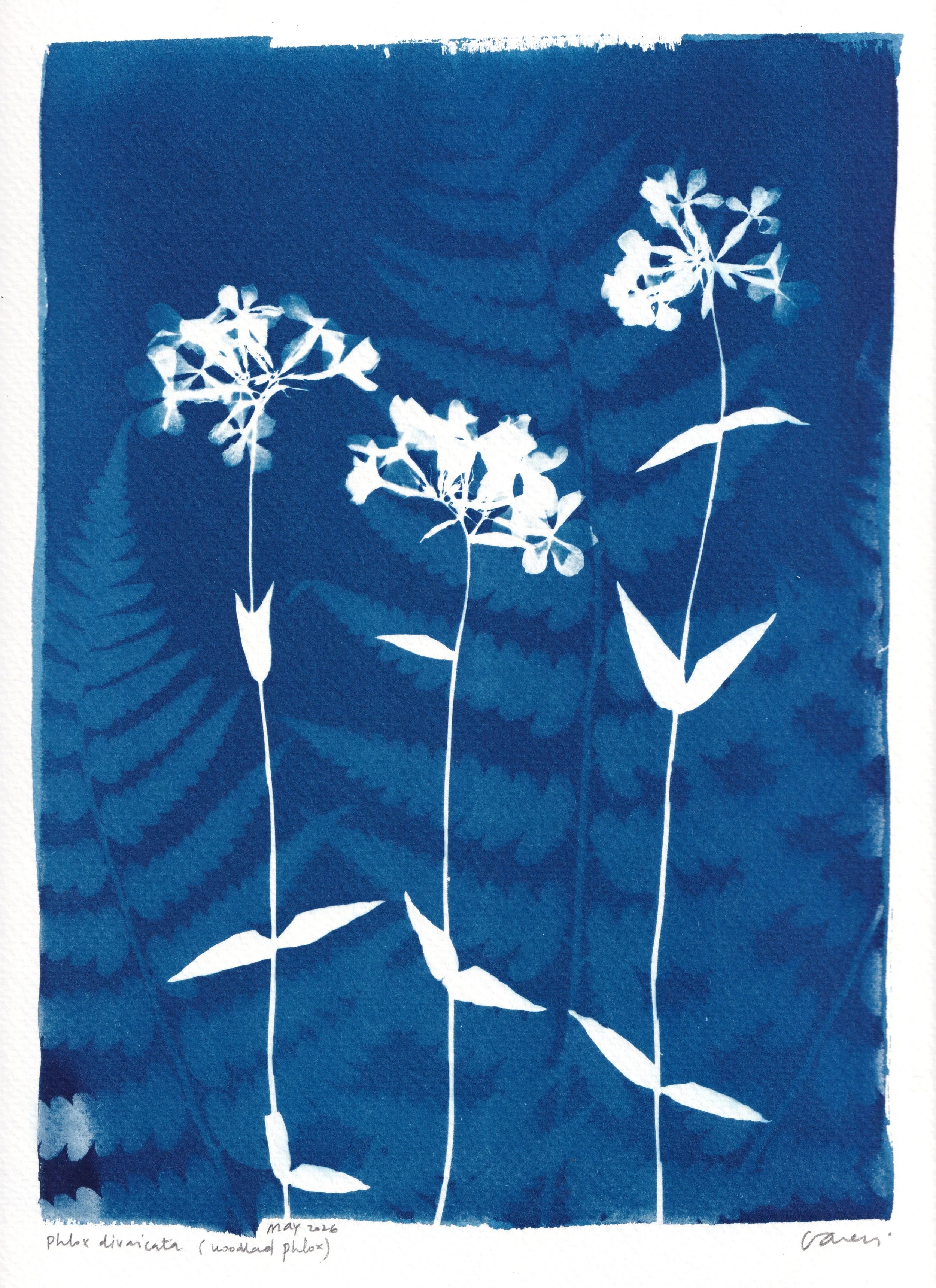 clairecraven_phlox-and-fern_web.jpg