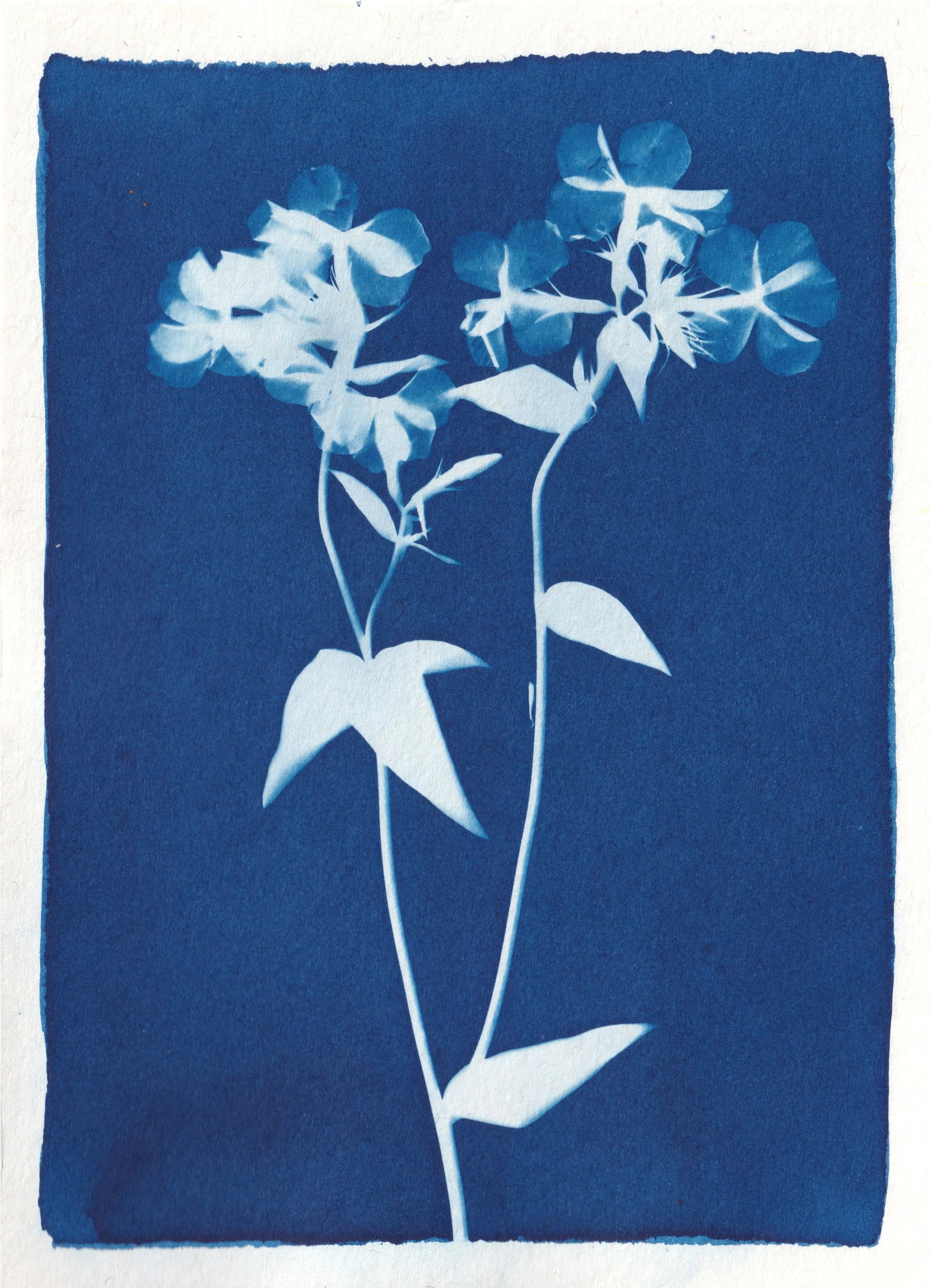 2604_phlox divaricataB.jpeg.jpg