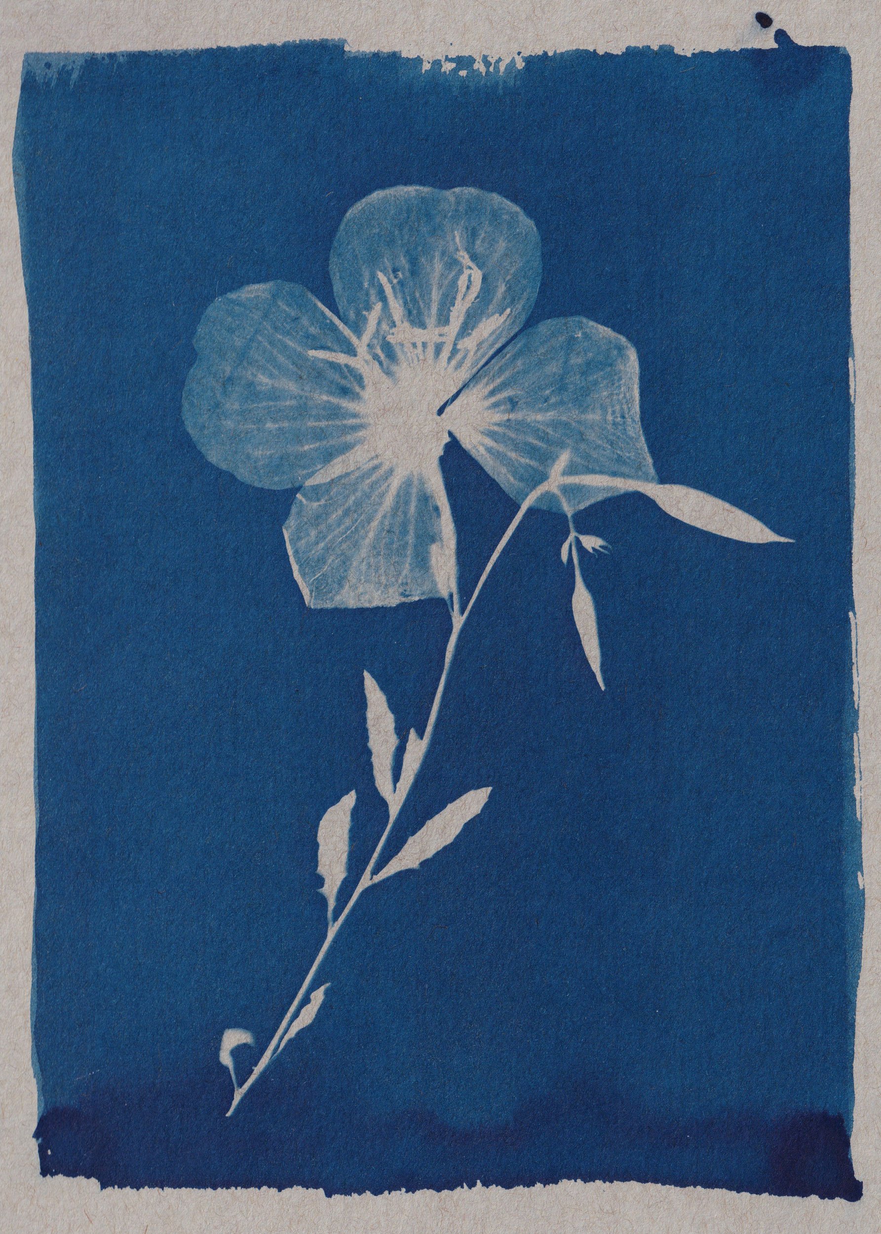 clairecraven_6x8-evening-primrose_WEB.jpg