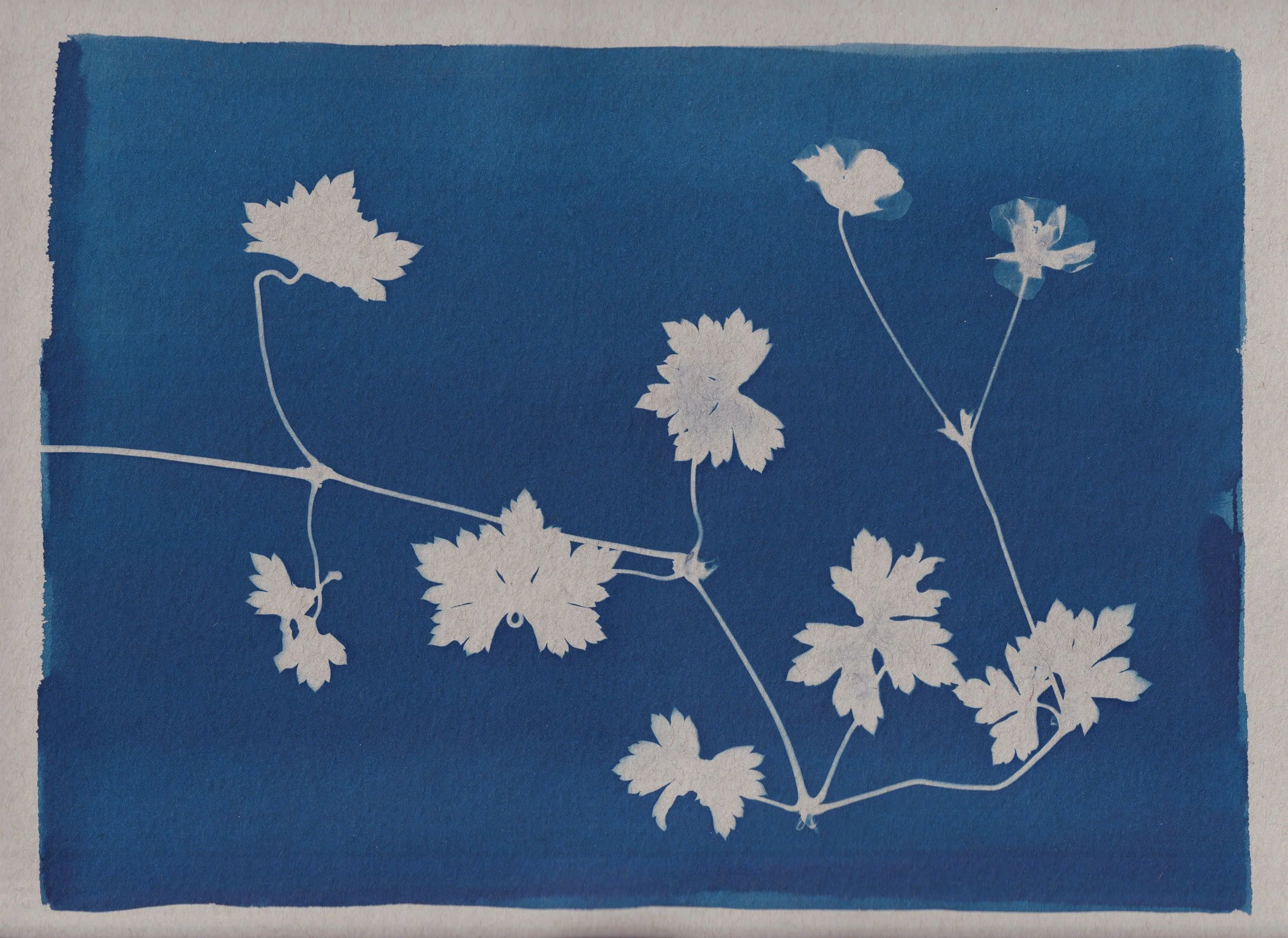 clairecraven_geranium_grey1.jpg