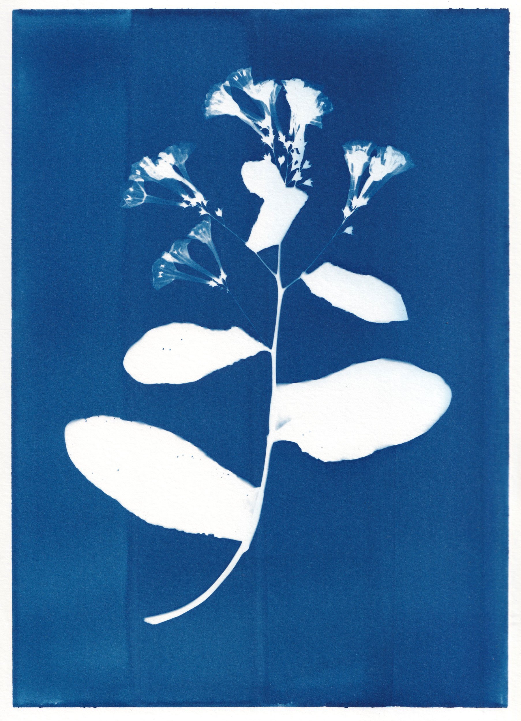 clairecraven_virginia-bluebells_WEB.jpg