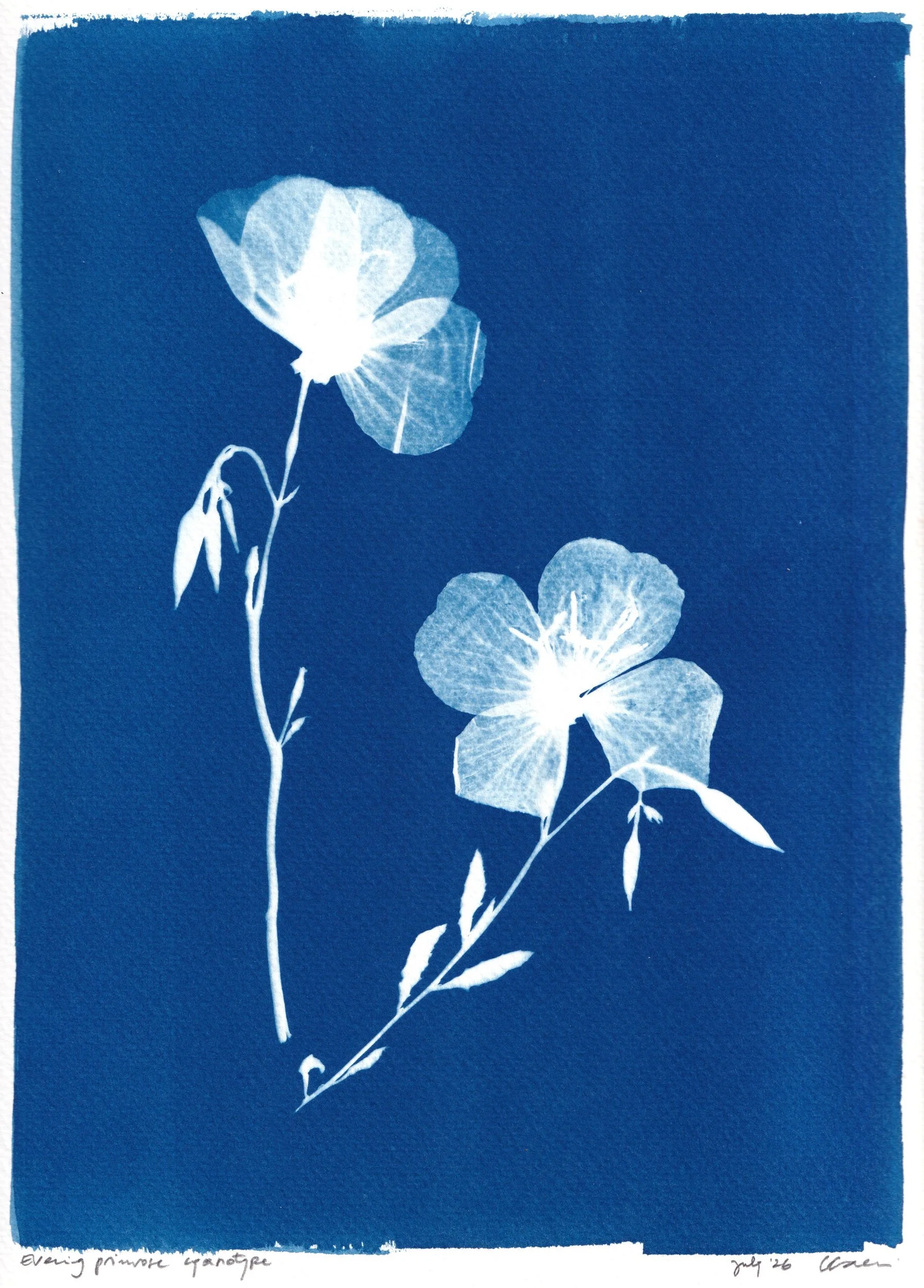 clairecraven_evening-primrose_WEB.jpg