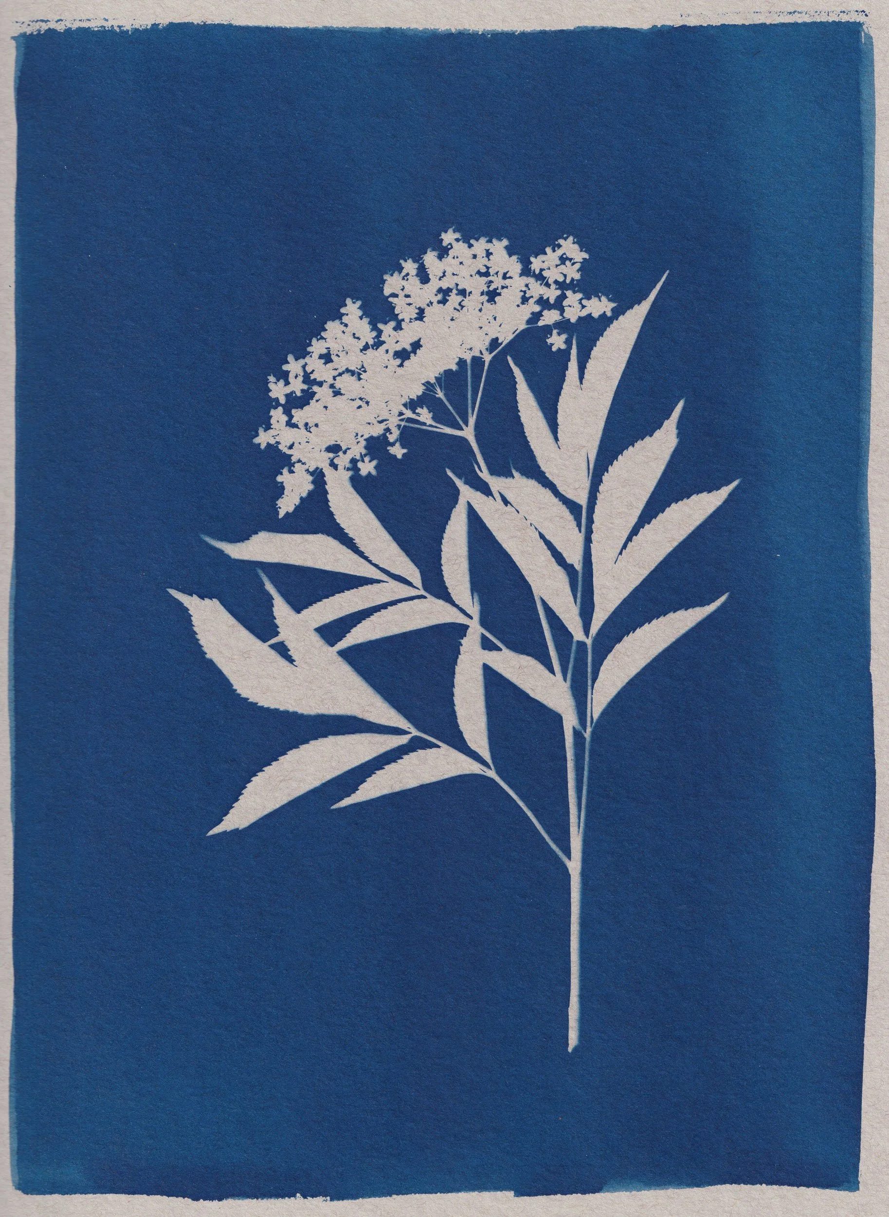 clairecraven_elderberry_WEB.jpg