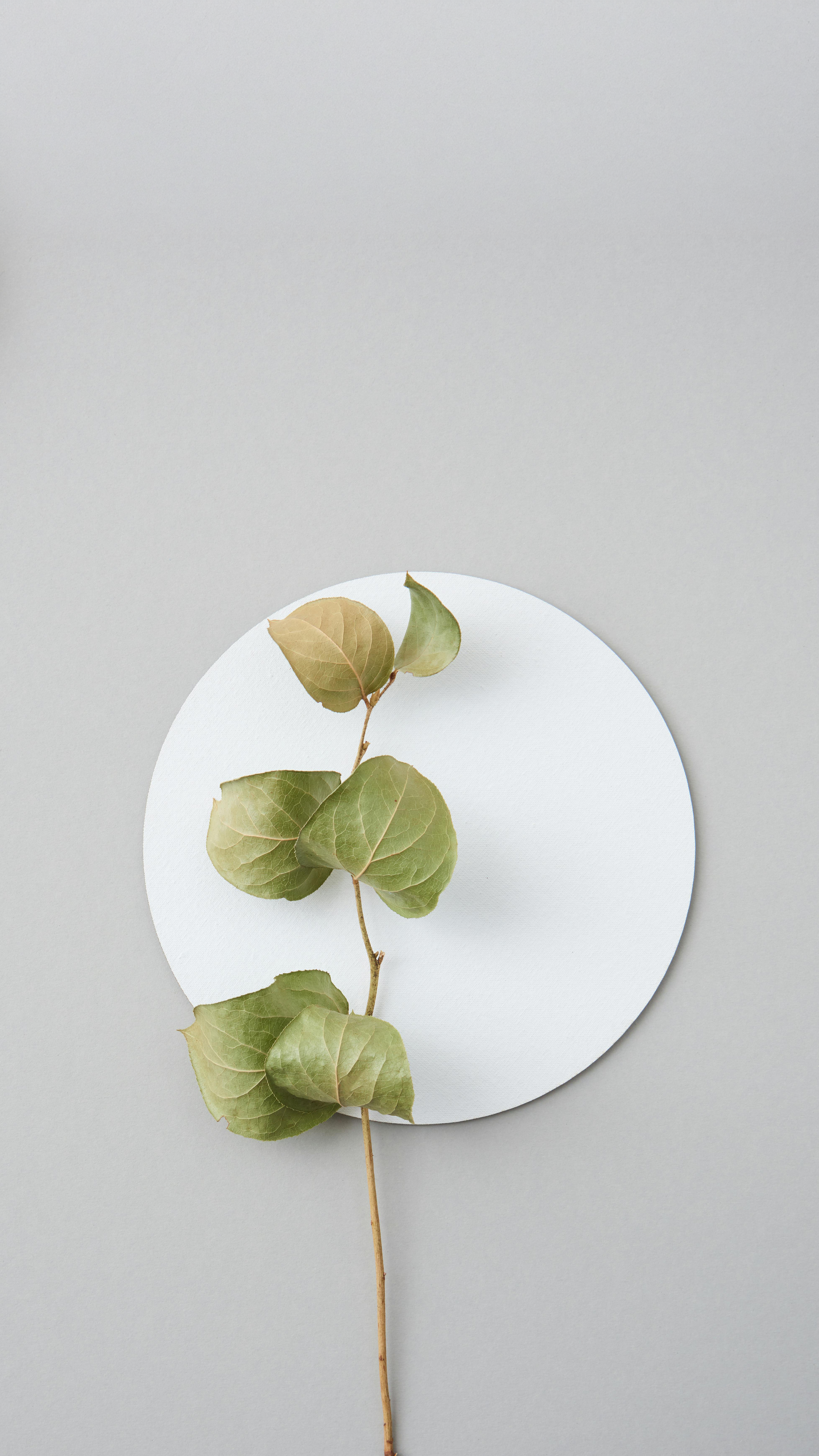 A sprig of green leaves placed on top of a white circular object on a gray background.