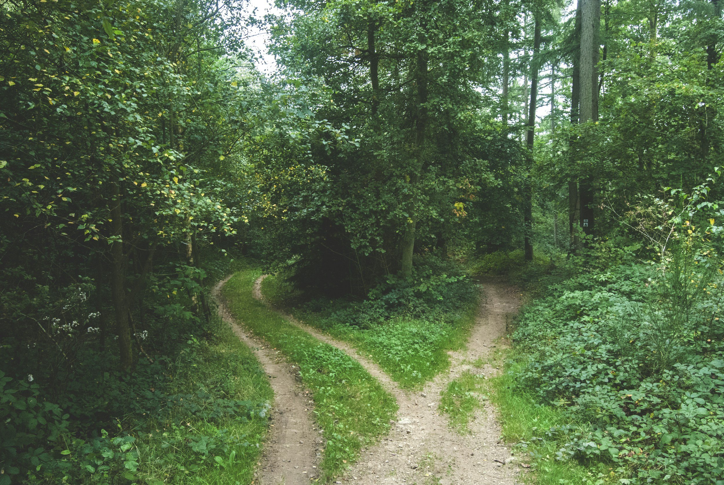 A dirt trail splits into two paths through a dense green forest with tall trees and lush foliage.