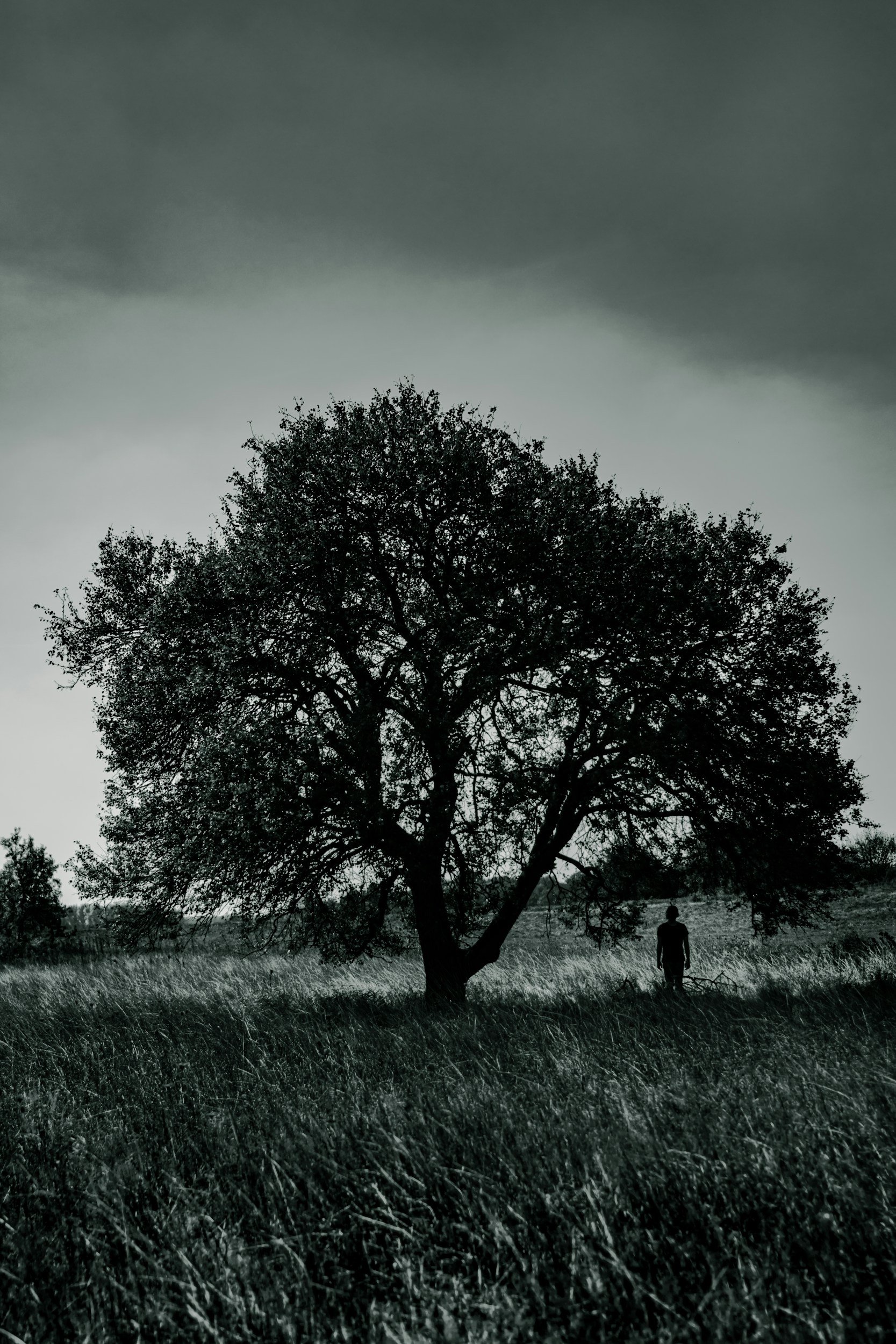 A black and white photo of a large tree with a person standing beneath it in a field of tall grass. The sky is overcast and dark.
