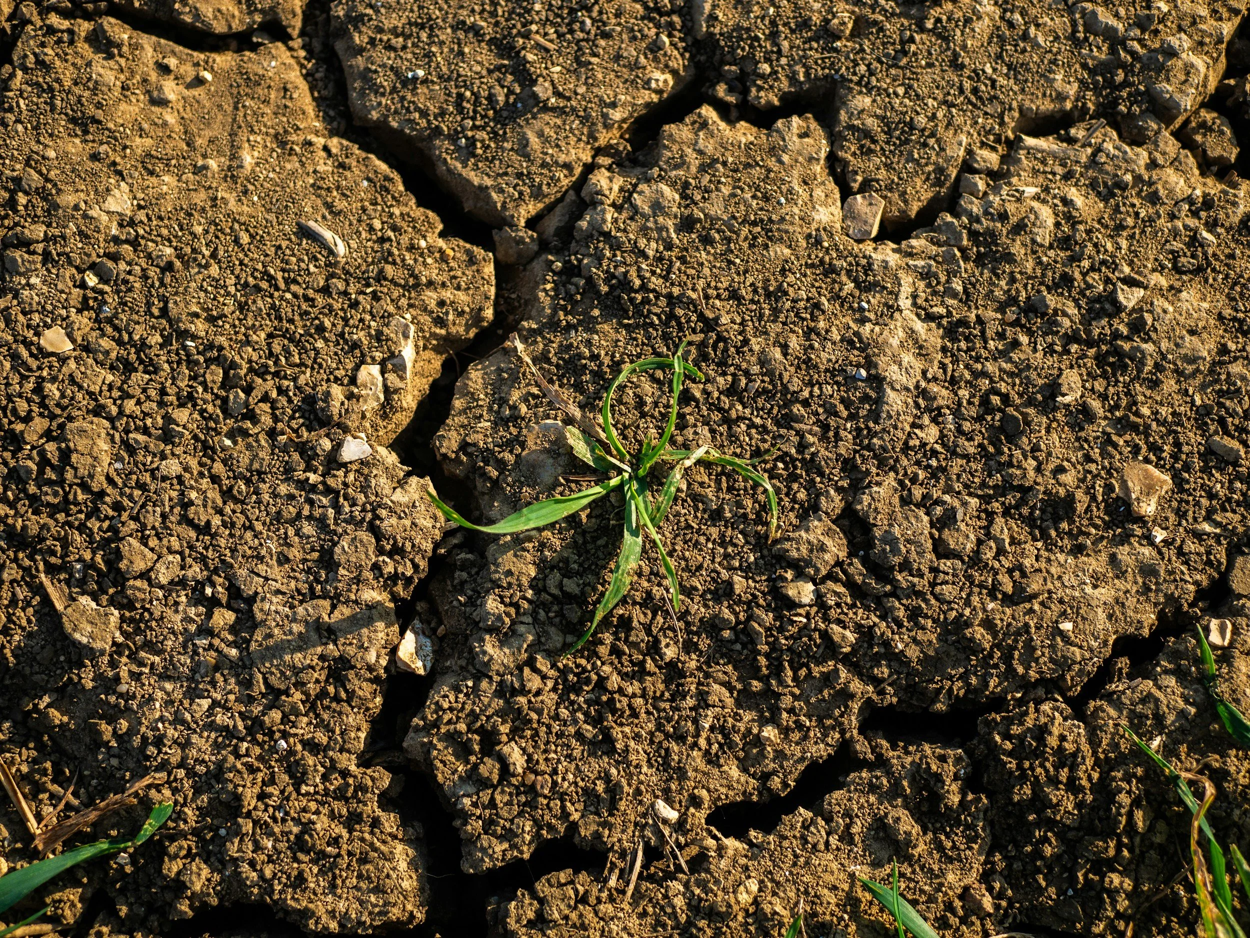 Close-up of cracked, dry soil with small green grass shoots emerging.