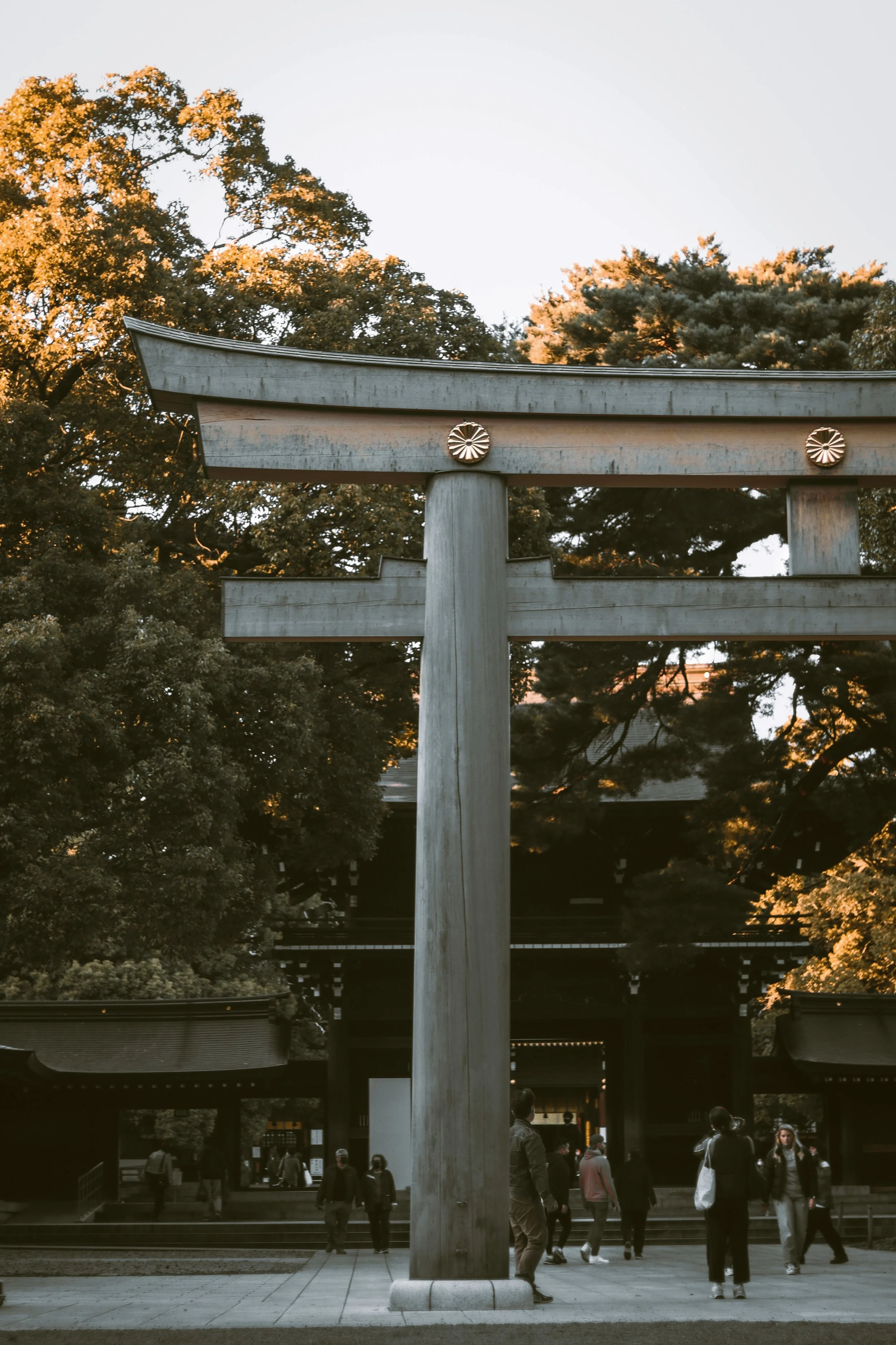 Wooden torii gate with gold chrysanthemum crests framed by autumn trees, Meiji Jingu, Tokyo