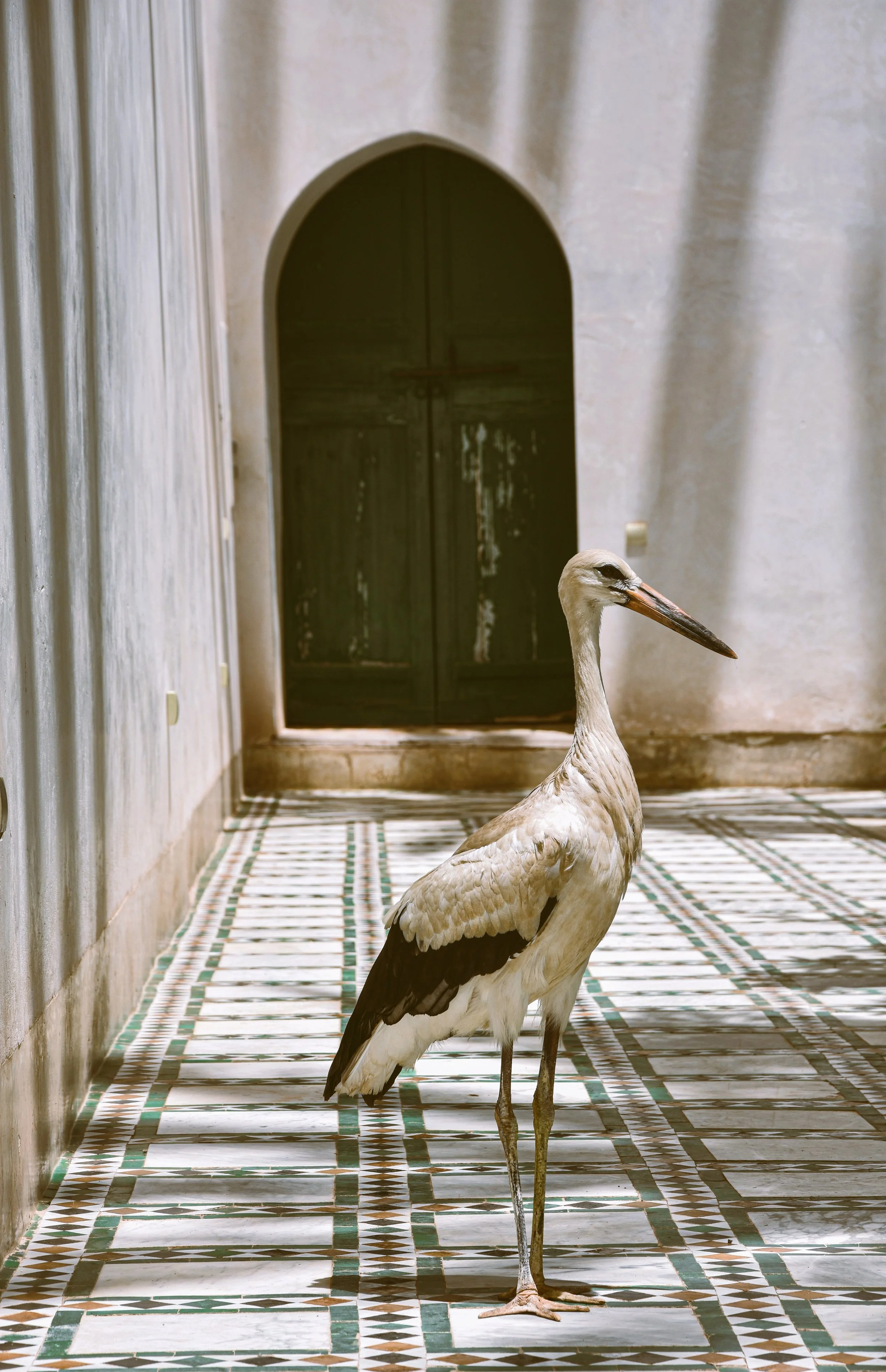 A stork standing on tiled floor inside a building with white walls and an arched doorway in the background, Marrakech.