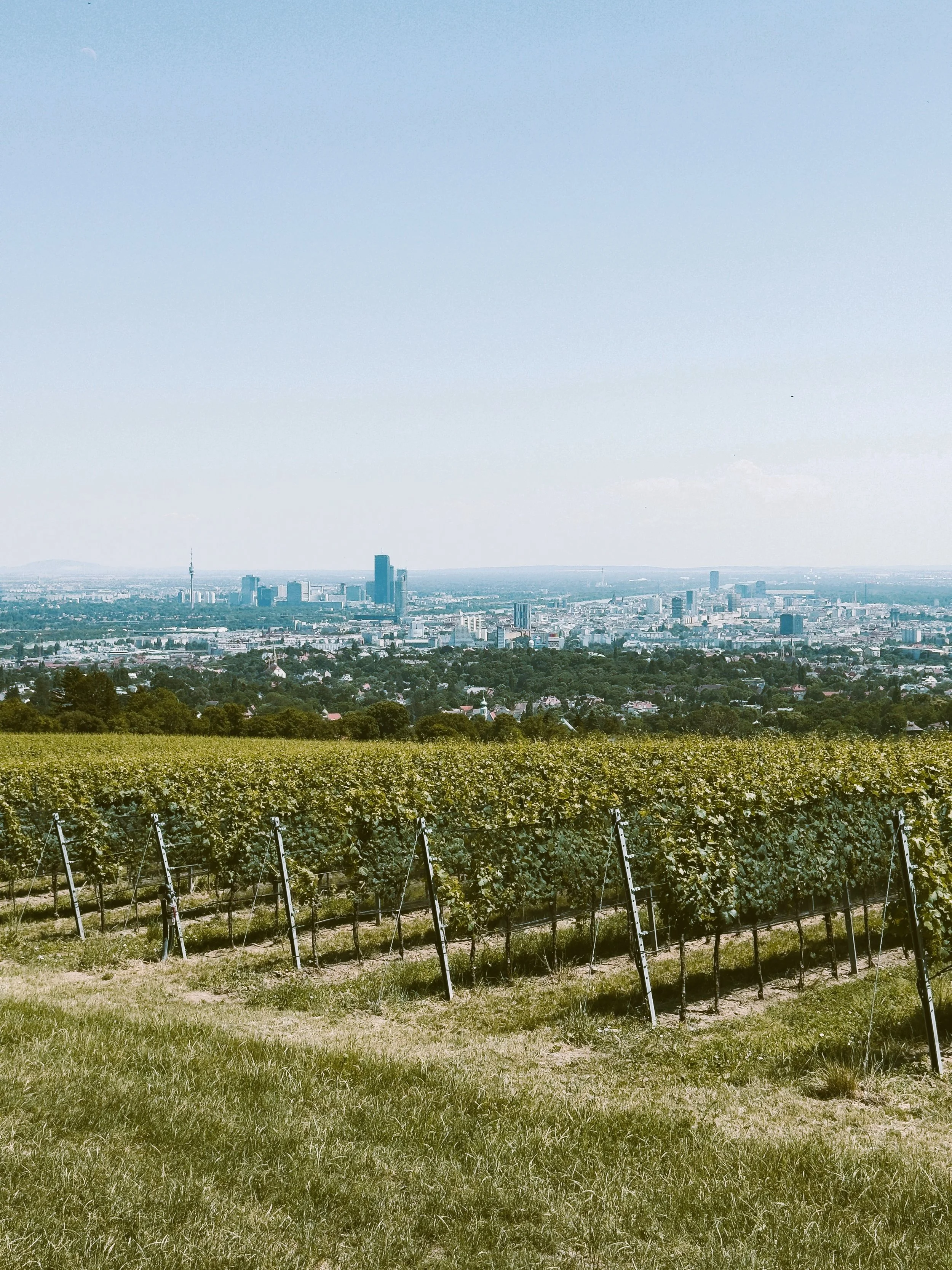 A vineyard on the outskirts of Vienna, Heuriger culture.