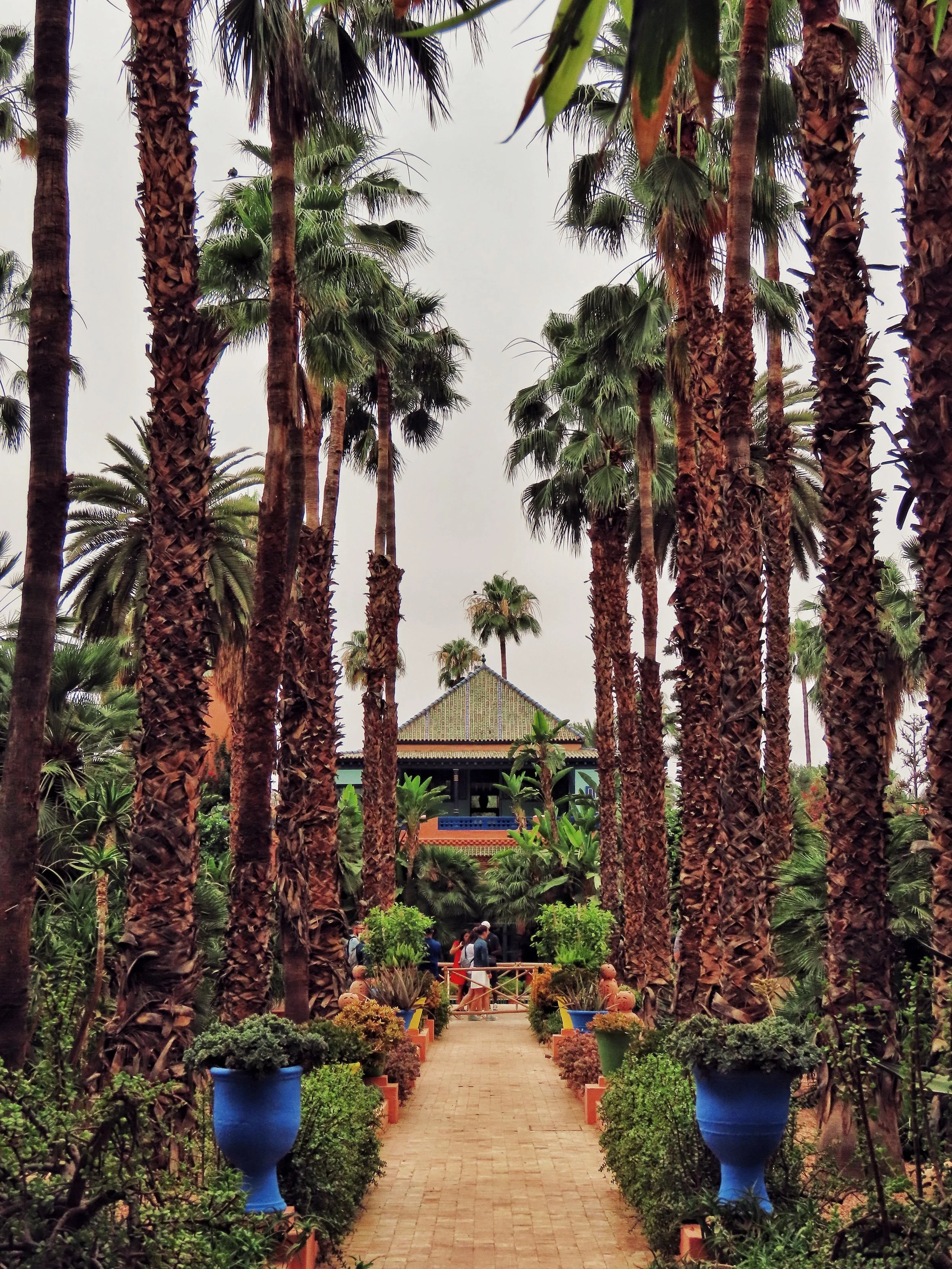 Garden path lined with tall palm trees and bright blue pots, Jardin Majorelle, Marrakech.