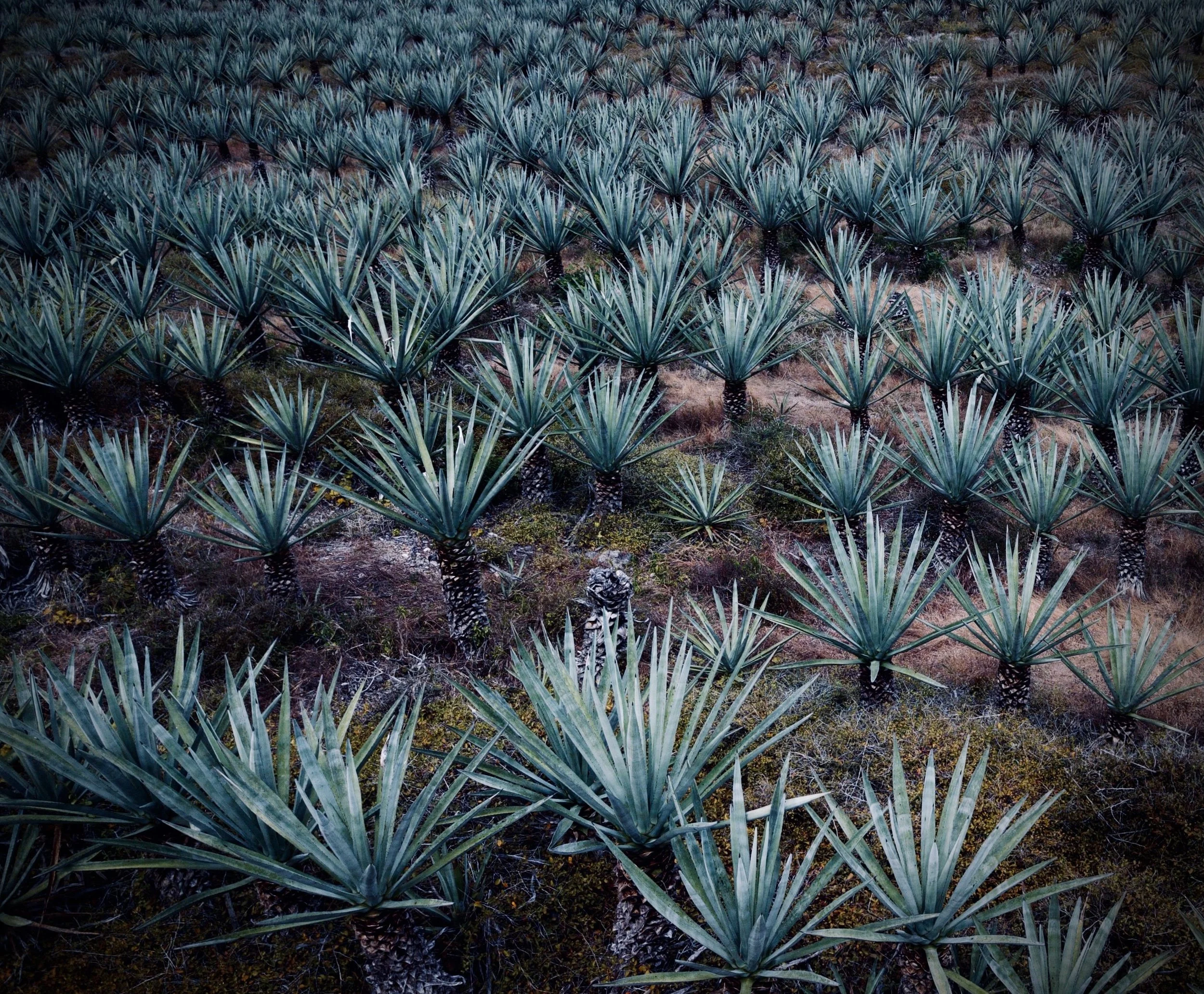 A field of evenly spaced blue-green agave plants with spiky leaves.