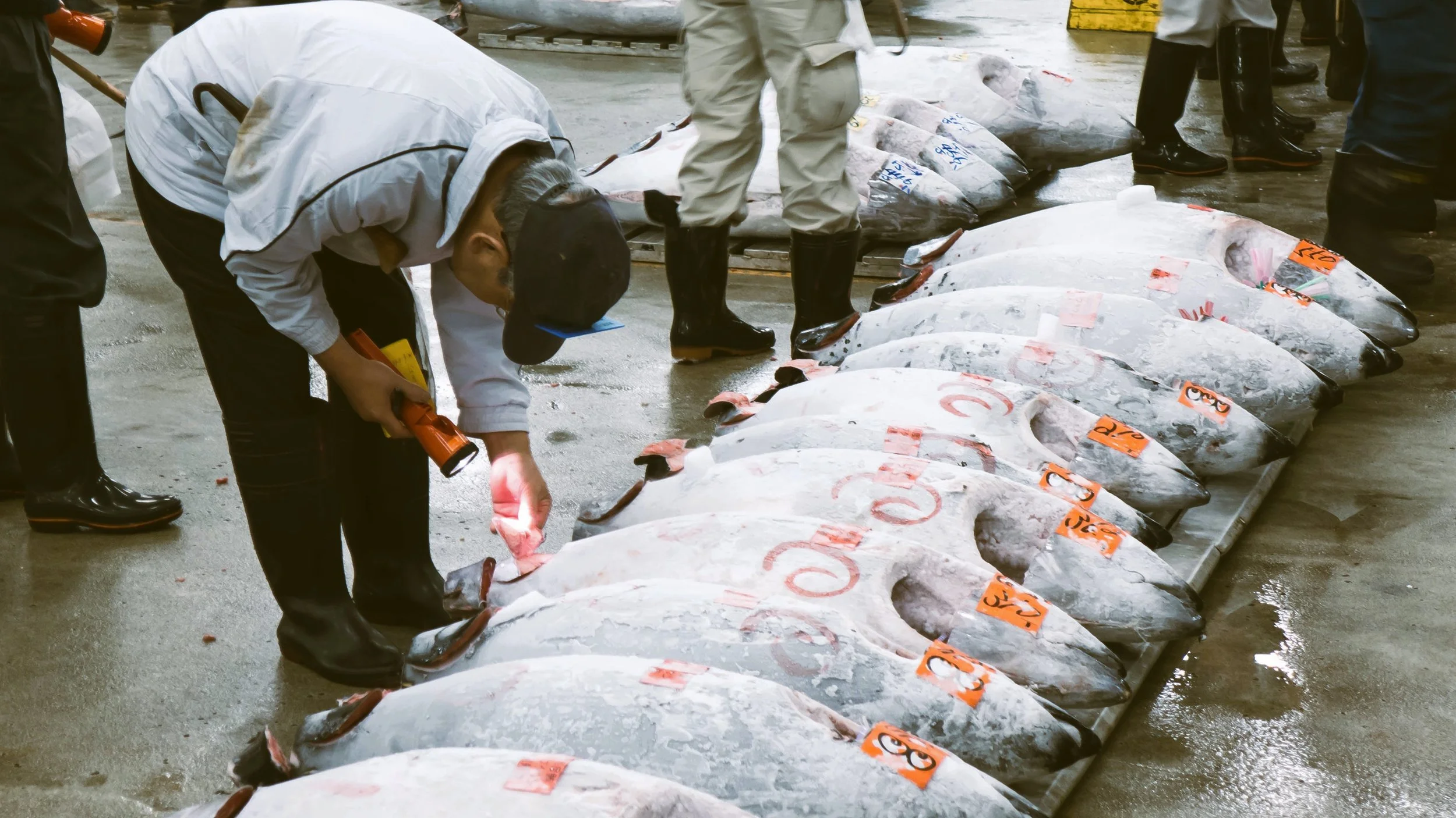 Worker inspecting rows of large frozen tuna laid out on the floor at the fish auction, Toyosu Market, Tokyo.